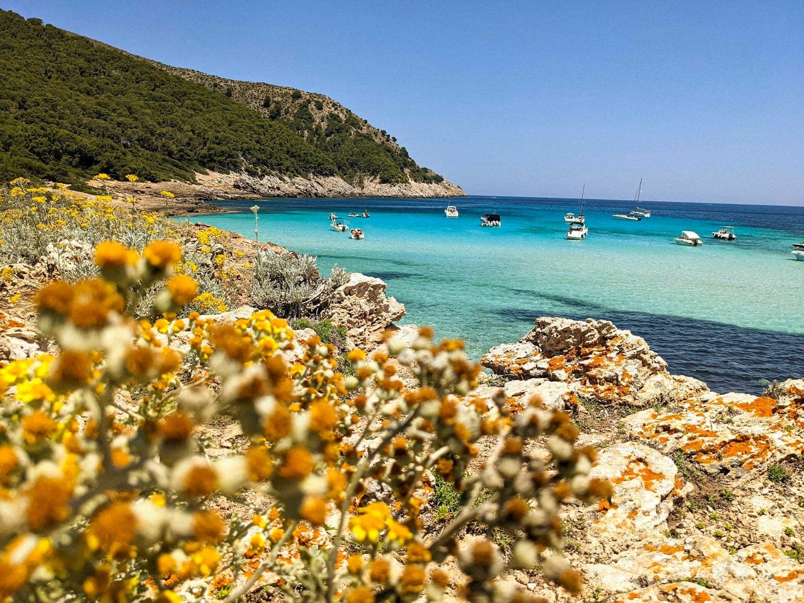Águas turquesas, barcos ancorados, costa rochosa e flores silvestres amarelas de primavera em Cala Mesquida, Mallorca sob céus azuis limpos.