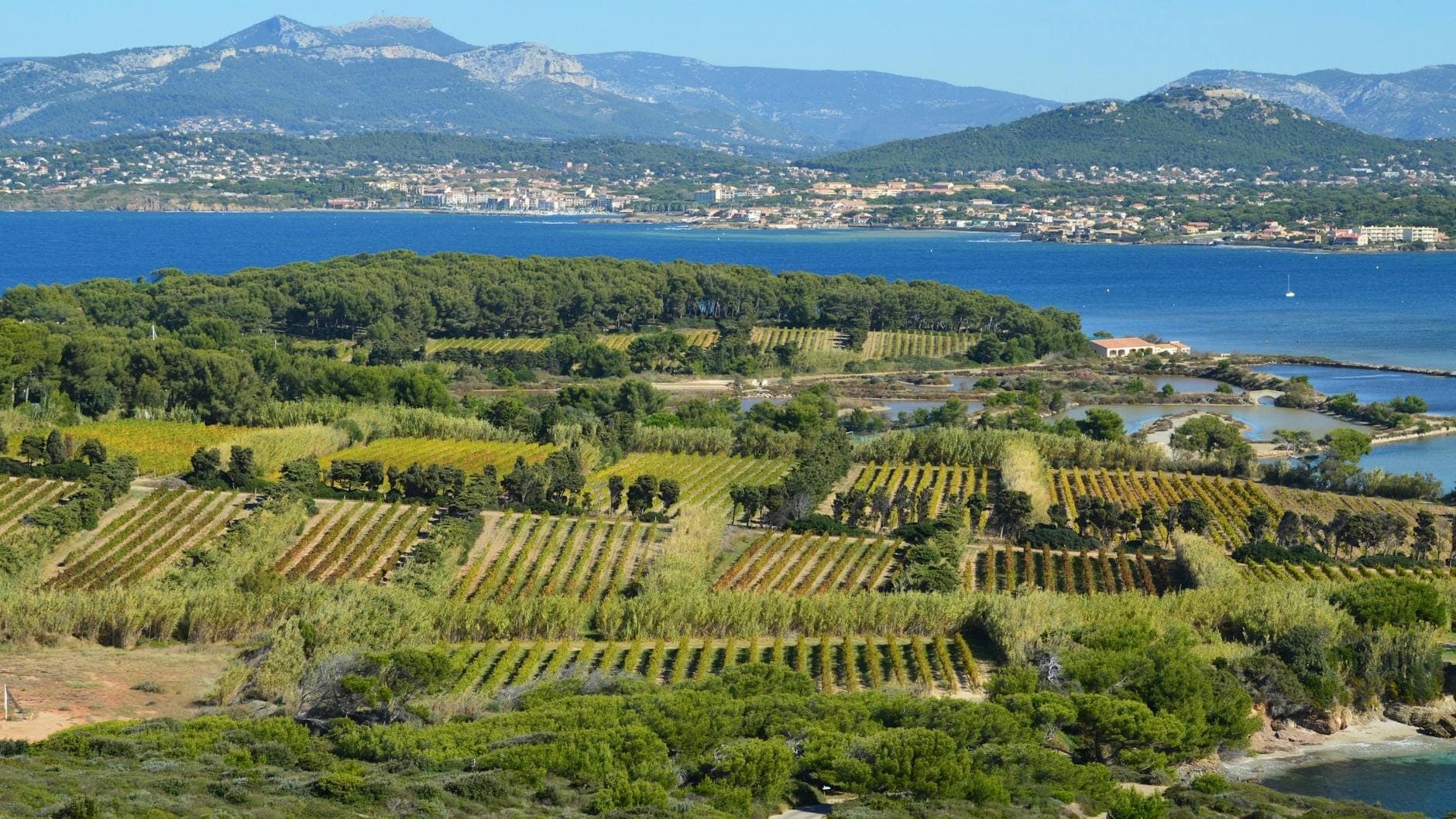 Vista aérea de vinhedos próximos à água com montanhas ao fundo, sugerindo as regiões vinícolas costeiras de Mallorca.
