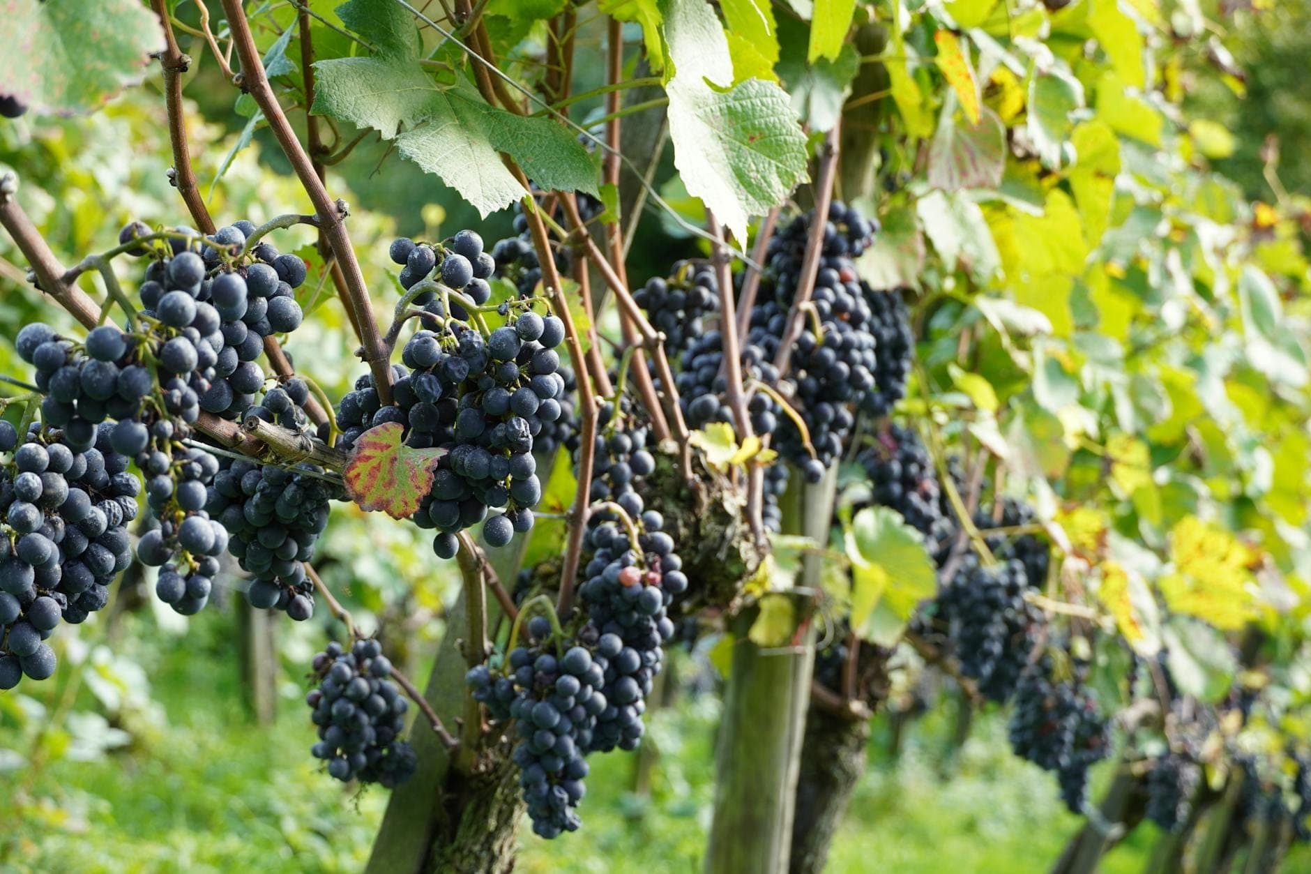 Fileira de videiras com uvas vermelho-escuras crescendo em um vinhedo ensolarado, folhas verdes acima.