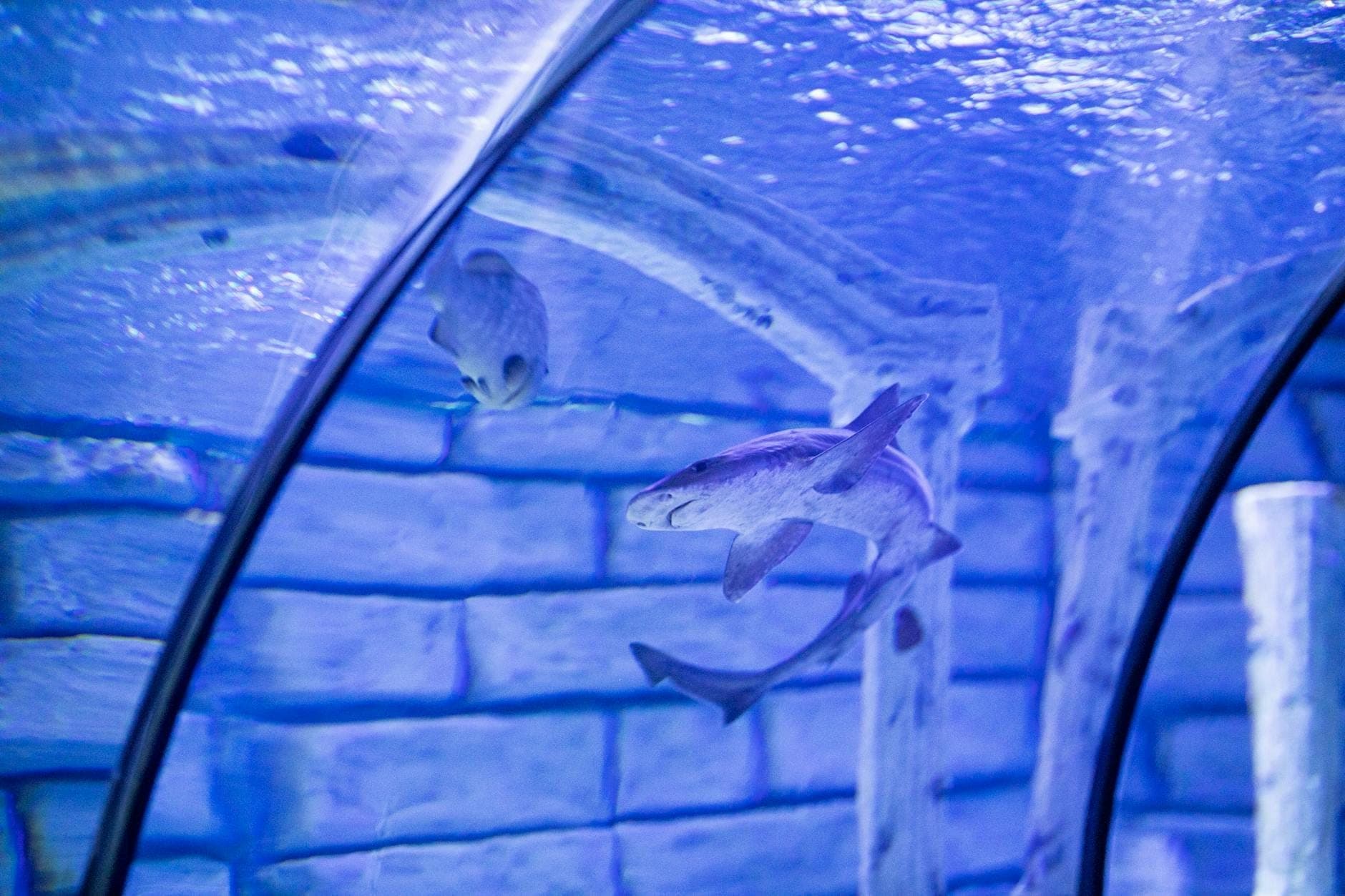 Hai und Fische schwimmen in einem begehbaren Tunnel-Aquarium mit blauer Beleuchtung und steinartigen Wänden.