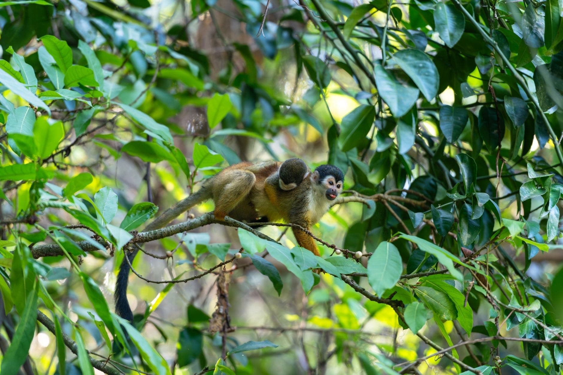 A squirrel monkey moves freely along a tree branch in a lush, green subtropical forest, surrounded by dense foliage and natural light.
