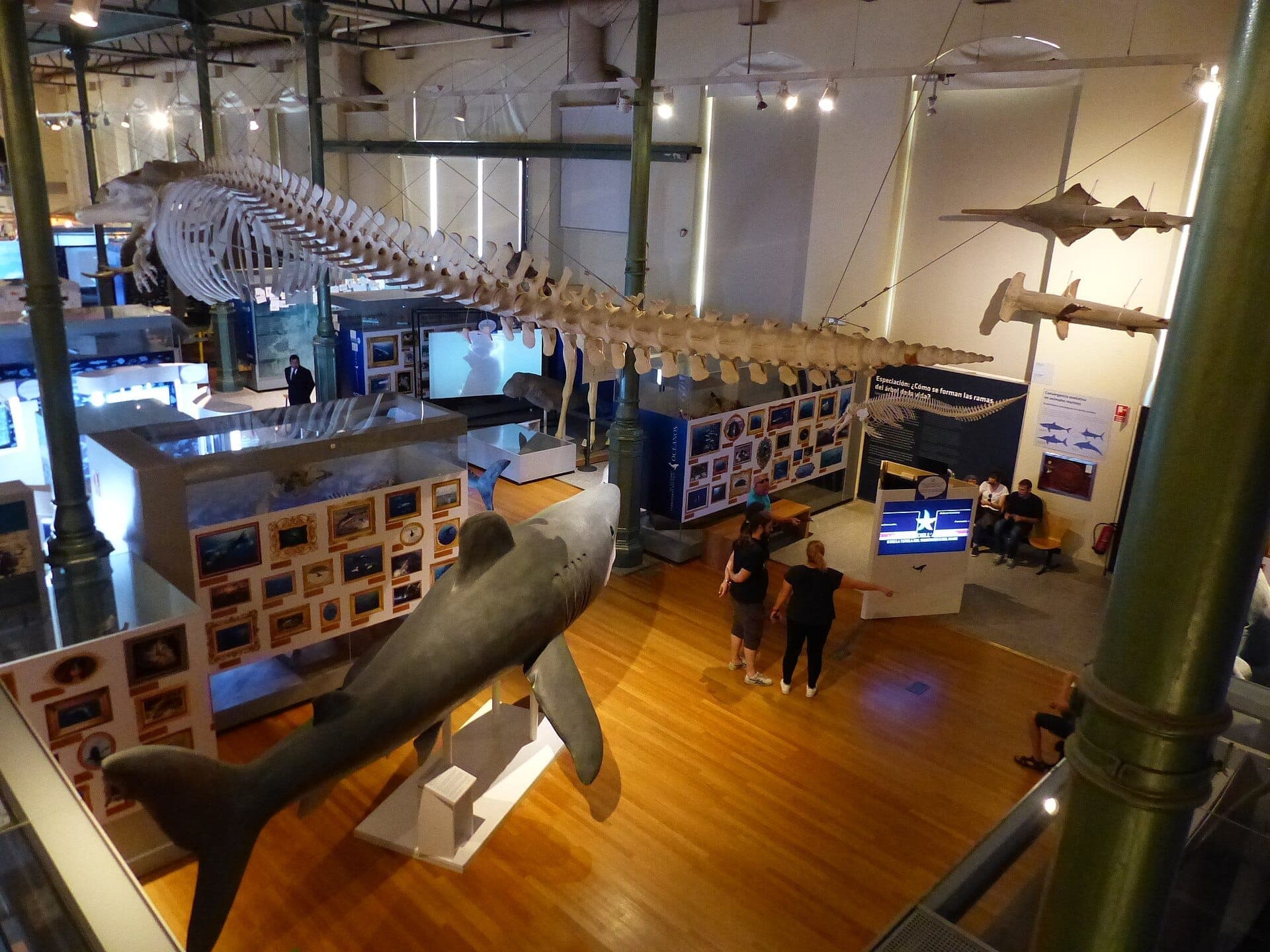 ห้องจัดแสดงนิทรรศการใน Museo Nacional de Ciencias Naturales พร้อมโครงกระดูกสัตว์ทะเลขนาดใหญ่และแบบจำลองที่สมจริงจัดแสดงเหนือผู้เข้าชม