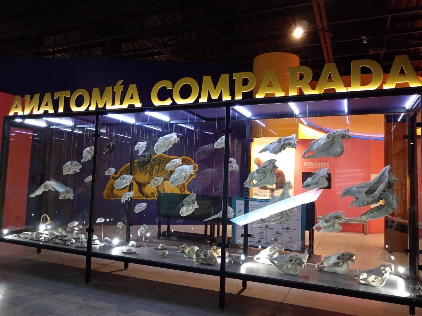 ตู้กระจกแสดงกะโหลกสัตว์ที่กลายเป็นฟอสซิลในนิทรรศการ 'Anatomía Comparada' ที่ Museo de Paleontología de Guadalajara