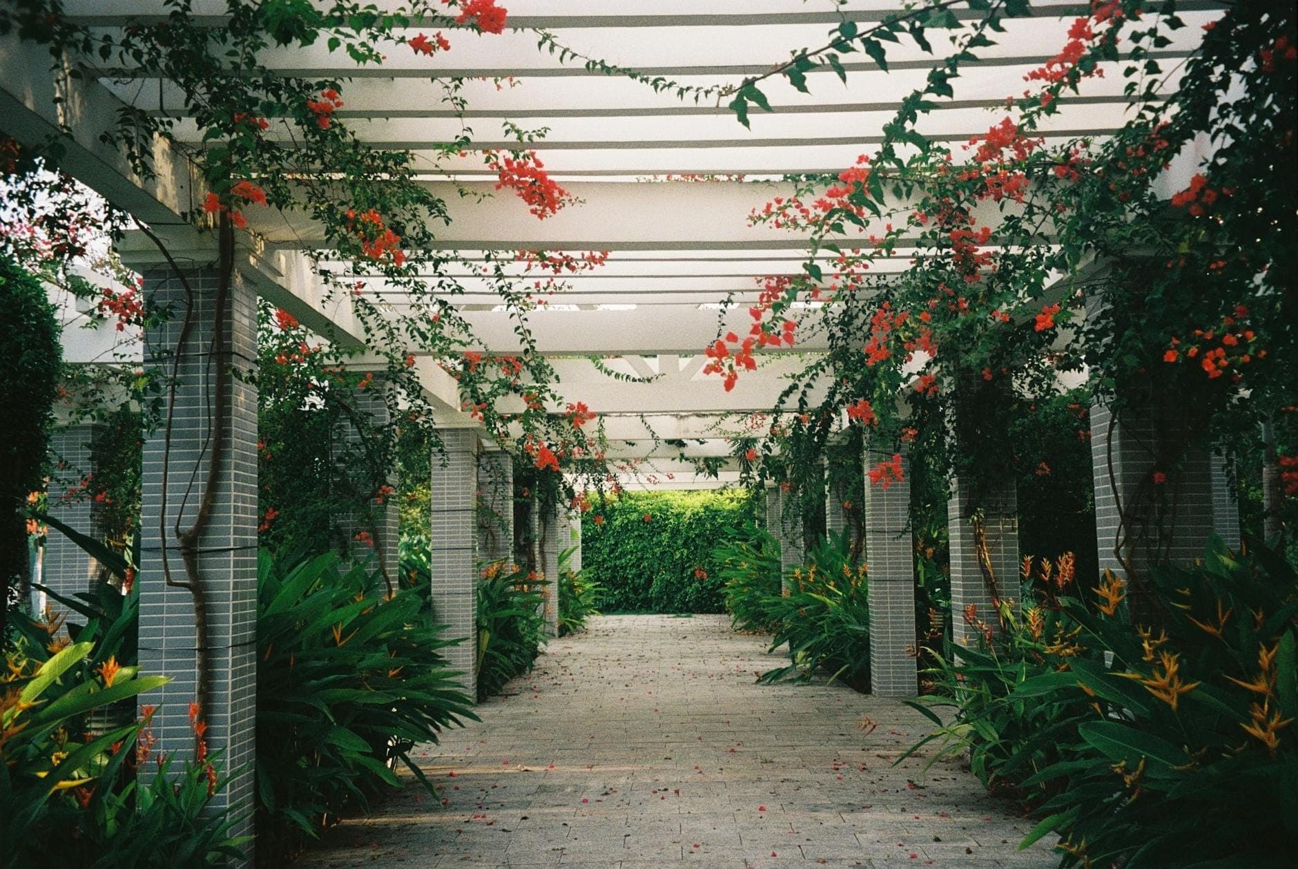 Um belo caminho no jardim com uma pérgola branca coberta por trepadeiras floridas, rodeado por plantas exuberantes e flores tropicais.