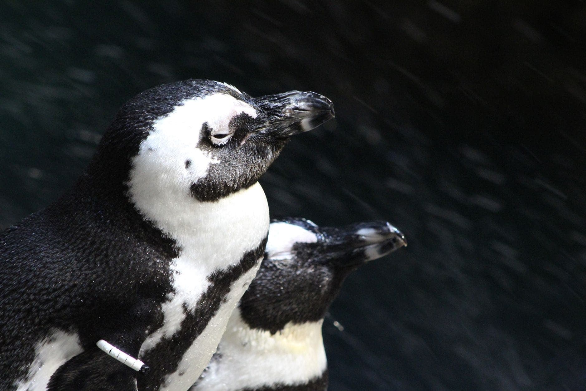 Gros plan sur deux pingouins aux marques noires et blanches, debout au bord de l'eau dans un aquarium bien éclairé.