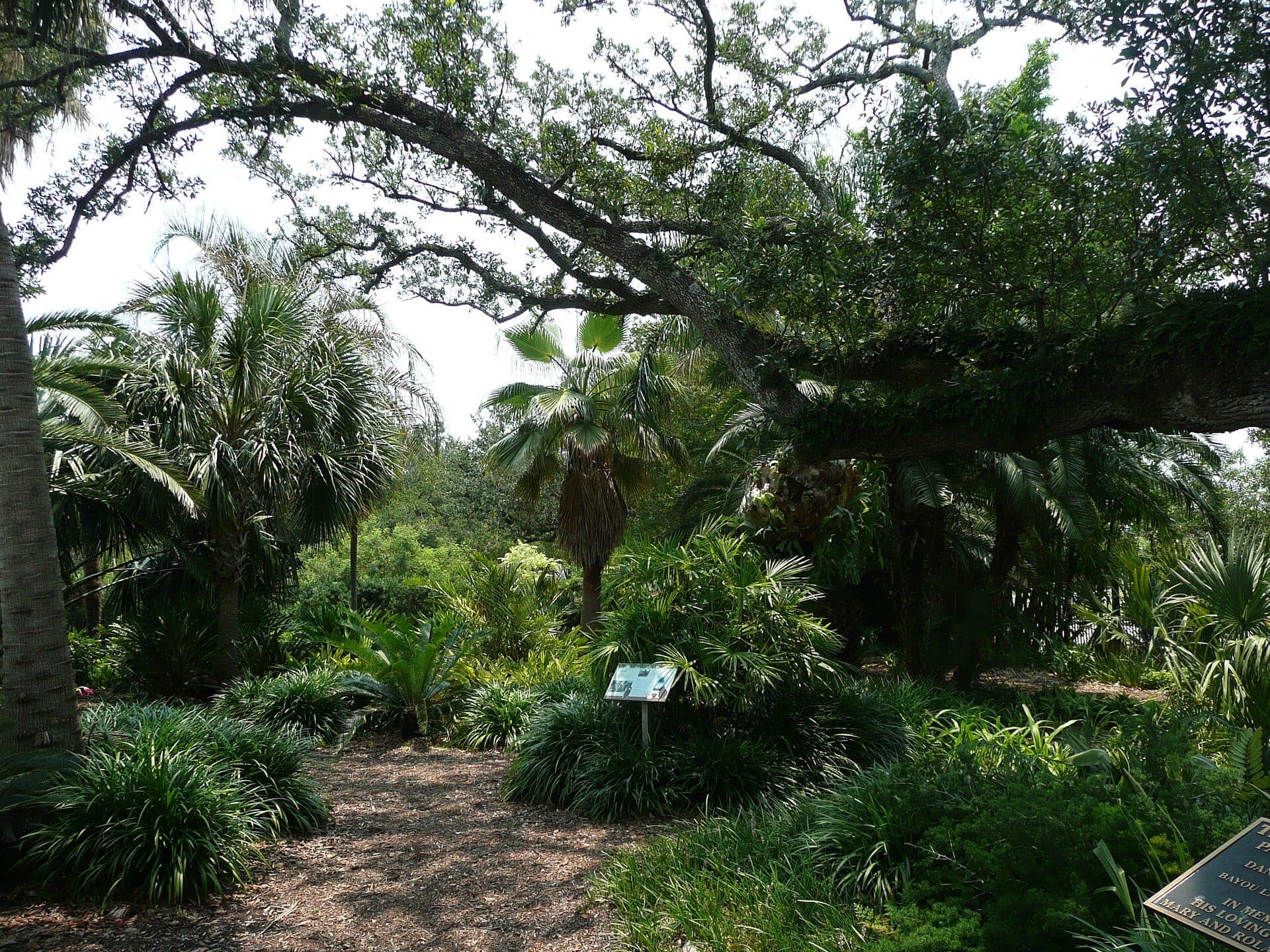 Lush tropical plants and towering oak branches fill a sunny pathway at the New Orleans Botanical Garden in City Park.