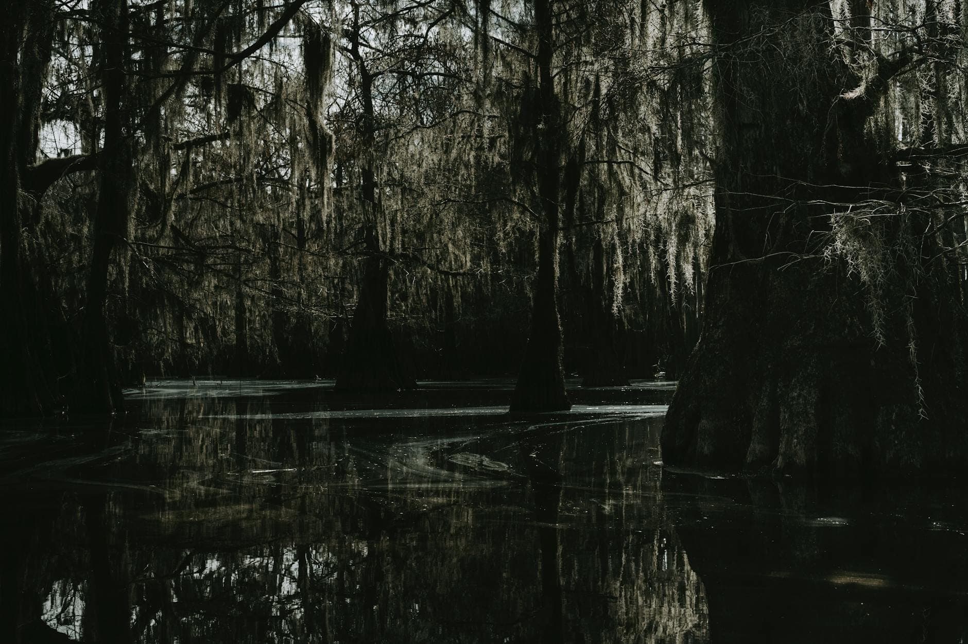 Gęste południowe bagna z ciemną wodą i cyprysami okrytymi hiszpańskim mchem, przywołujące prekolonialny krajobraz naturalny wokół New Orleans.