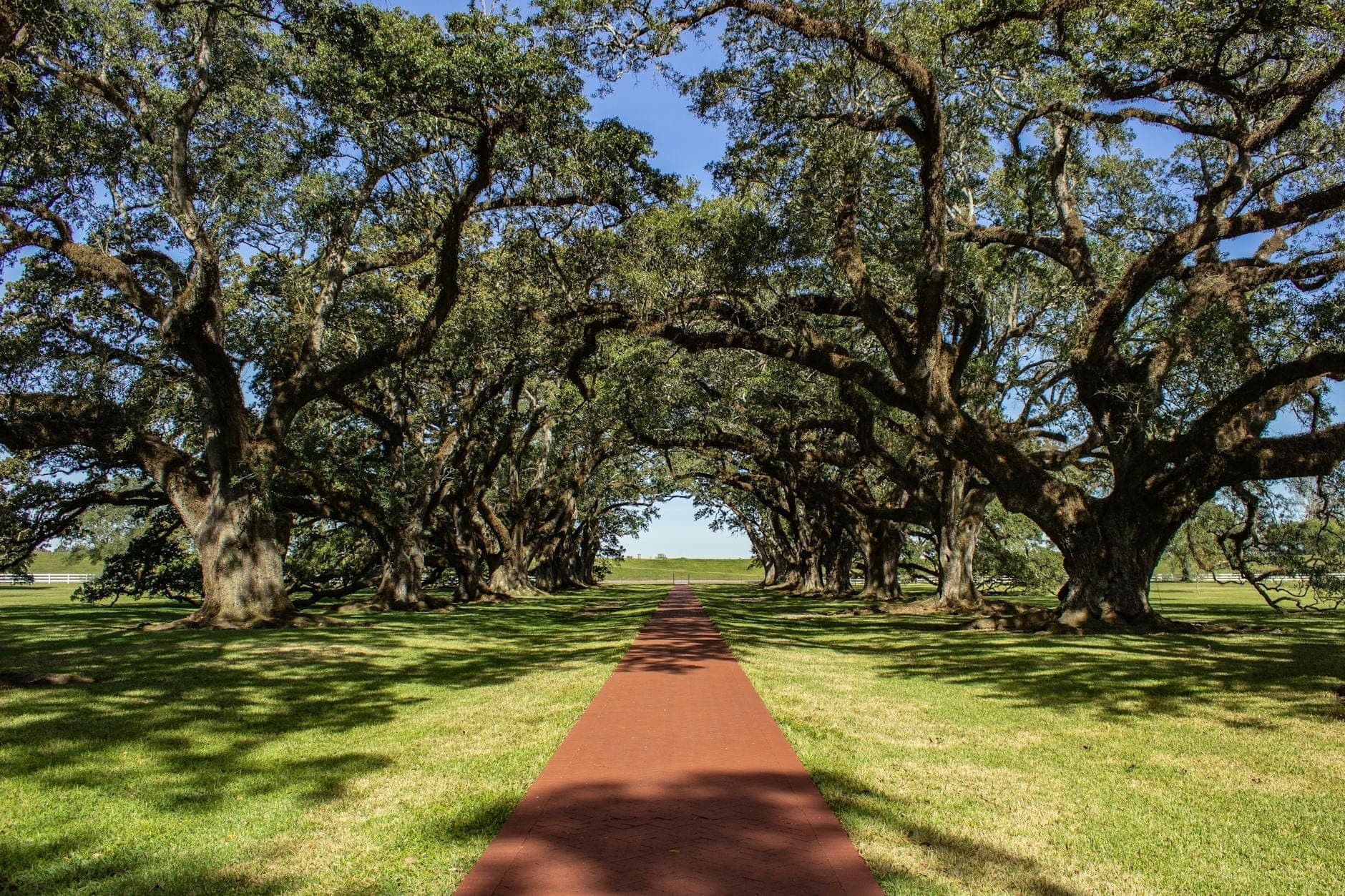 Un ampio vialetto fiancheggiato da grandi querce storiche che conduce verso l'orizzonte, mostrando un classico paesaggio da piantagione vicino a New Orleans.