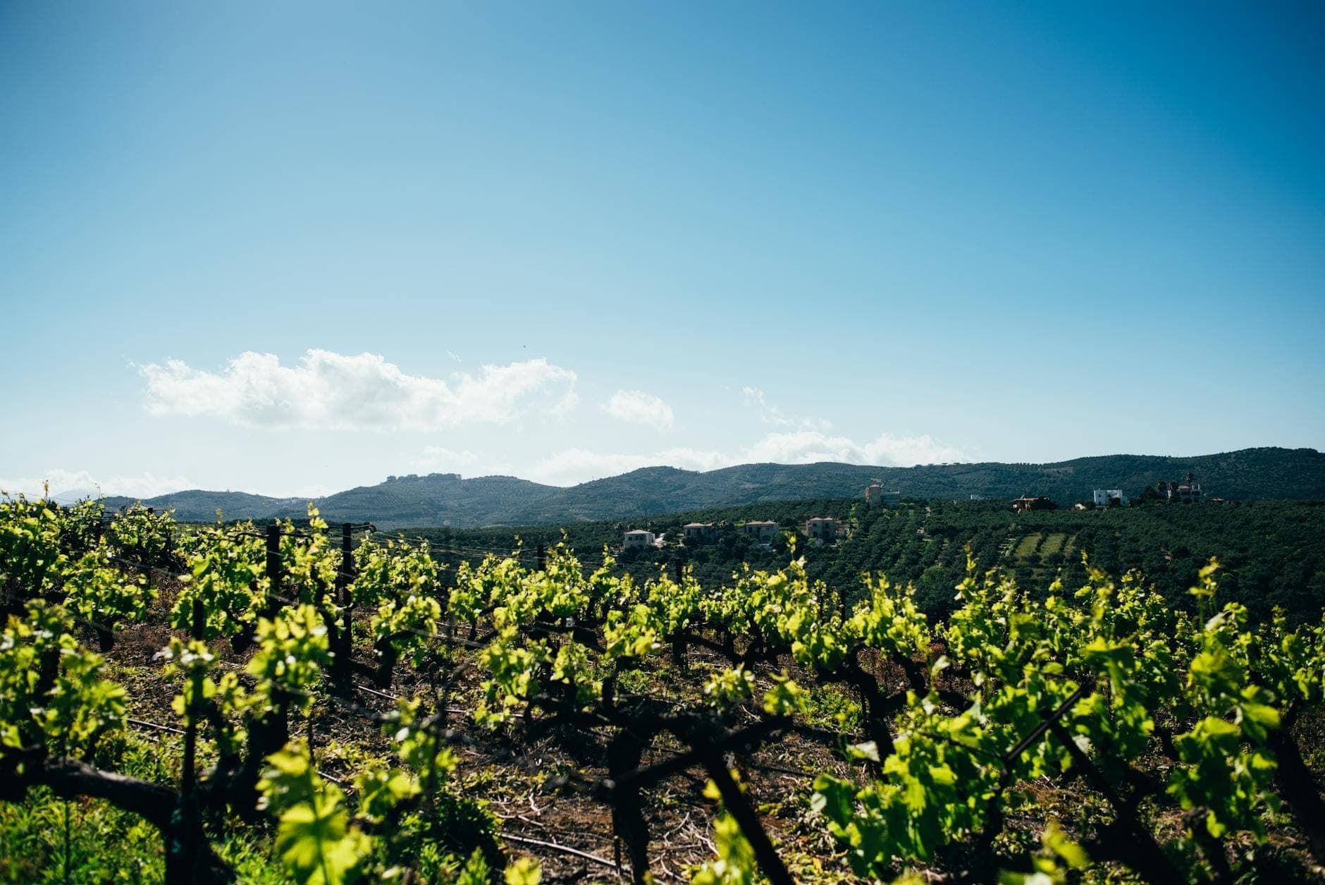 Weinberge erstrecken sich über die hügeligen Binnenland-Hügel Mallorcas mit fernen Bergen unter einem strahlend blauen Himmel.