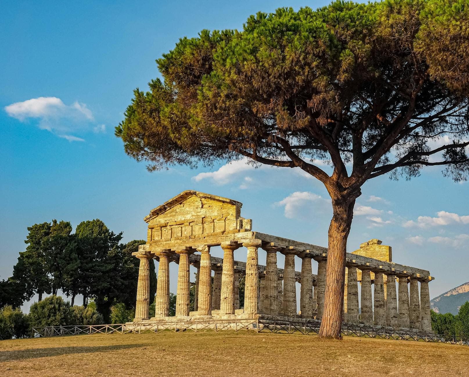 Templo grego antigo de Paestum iluminado pela luz dourada, emoldurado por um pinheiro grande, céu azul e paisagem verde e aberta sem nenhuma multidão à vista.