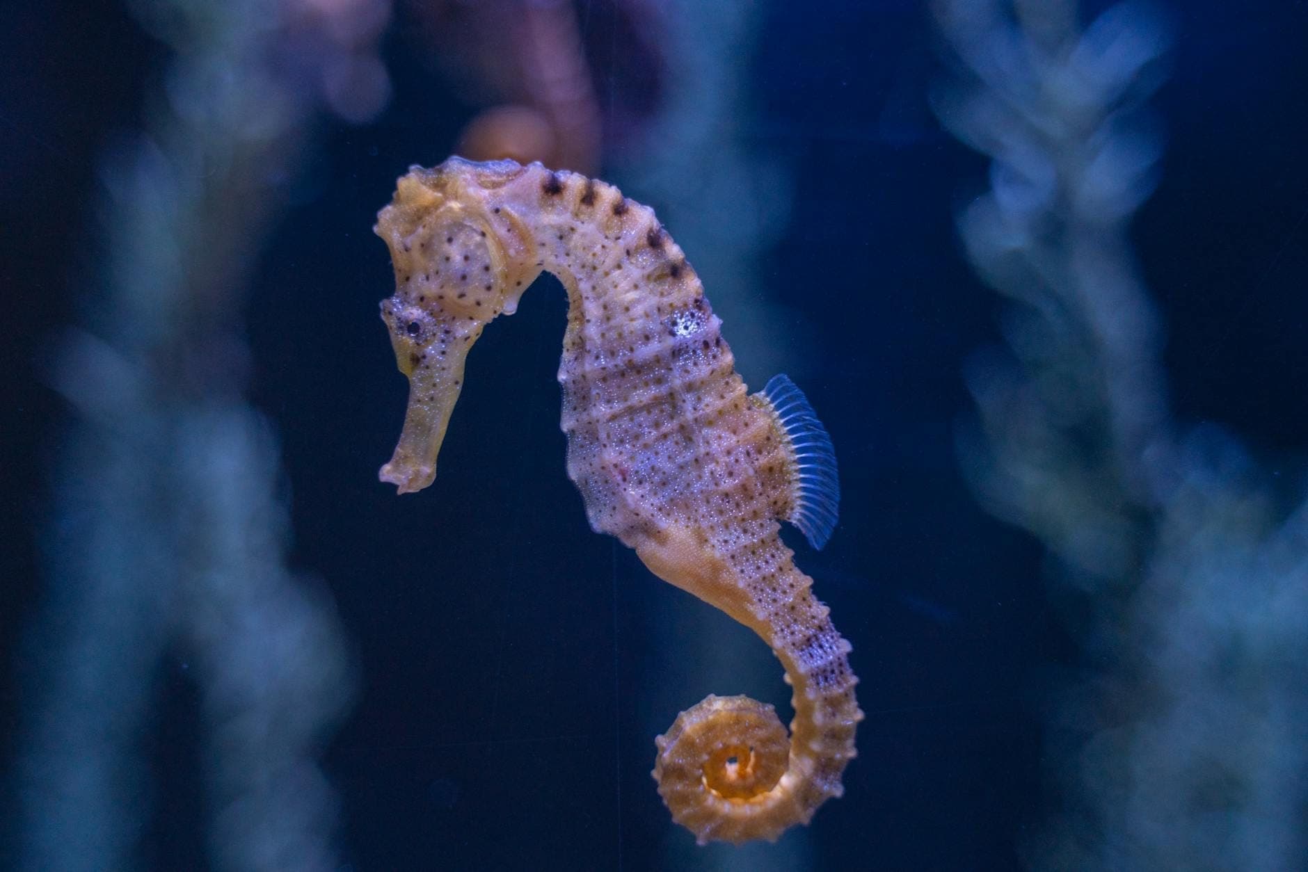 Nahaufnahme eines Seepferdchens in einem blau beleuchteten Aquariumbecken – ein typischer Bewohner des Palma Aquariums, umgeben von weichen Wasserpflanzen im Hintergrund.