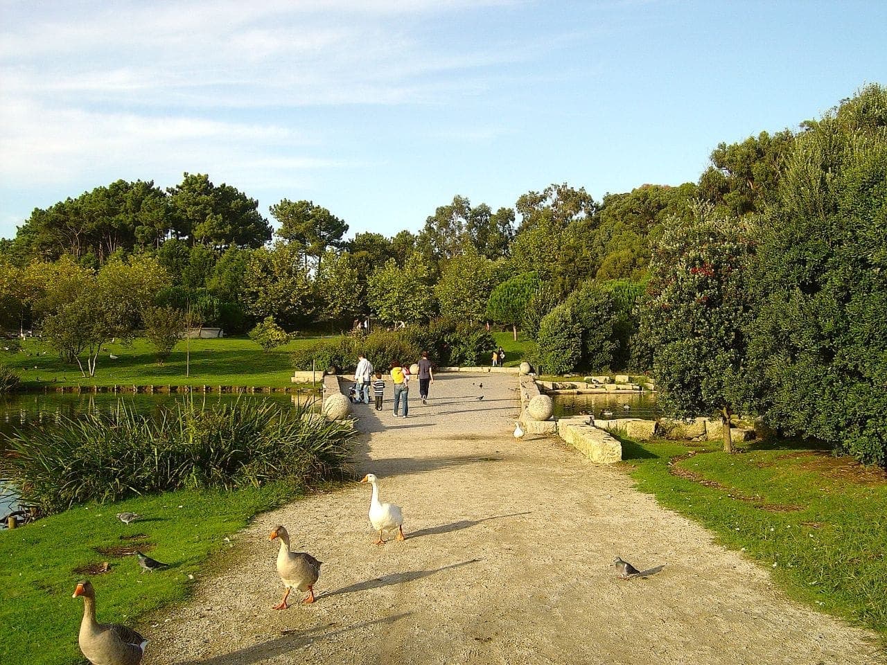 Breiter Kiesweg im Parque da Cidade do Porto, gesäumt von üppigen grünen Bäumen, mit Enten in der Nähe eines Teiches und Besuchern, die in der Ferne spazieren.