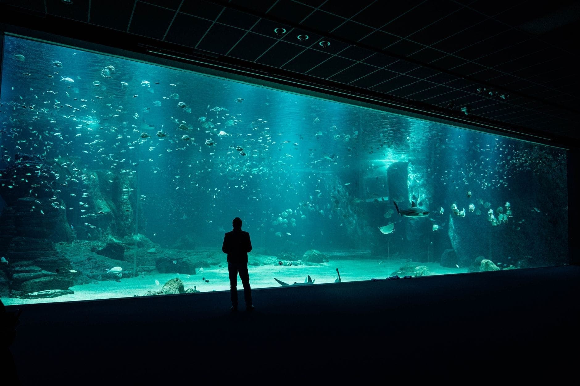 Großes Aquariumbecken mit vielen Fischen und einer Person als Silhouette davor, in einer modernen Attraktion.
