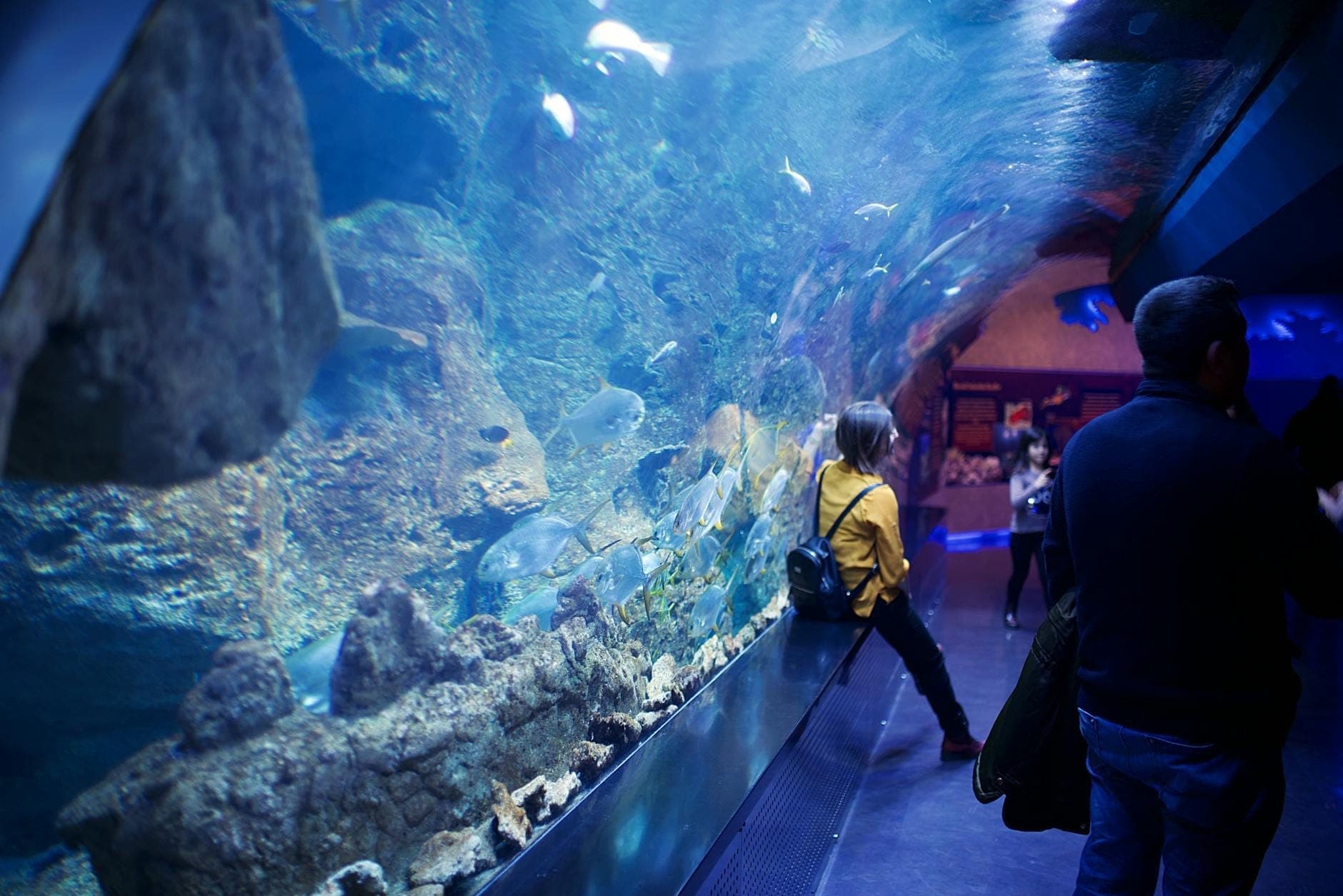 Des visiteurs observent un grand bassin aux rochers et poissons méditerranéens, installé dans un couloir en forme de grotte, évocateur de l'atmosphère unique de l'aquarium de Rhodes.