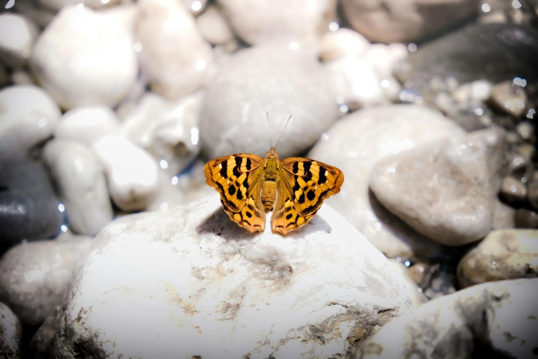 Jaskrawopomarańczowy motyl z czarnymi plamkami siedzący na białym kamieniu wśród gładkich rzecznych kamieni w dobrze oświetlonym naturalnym otoczeniu.