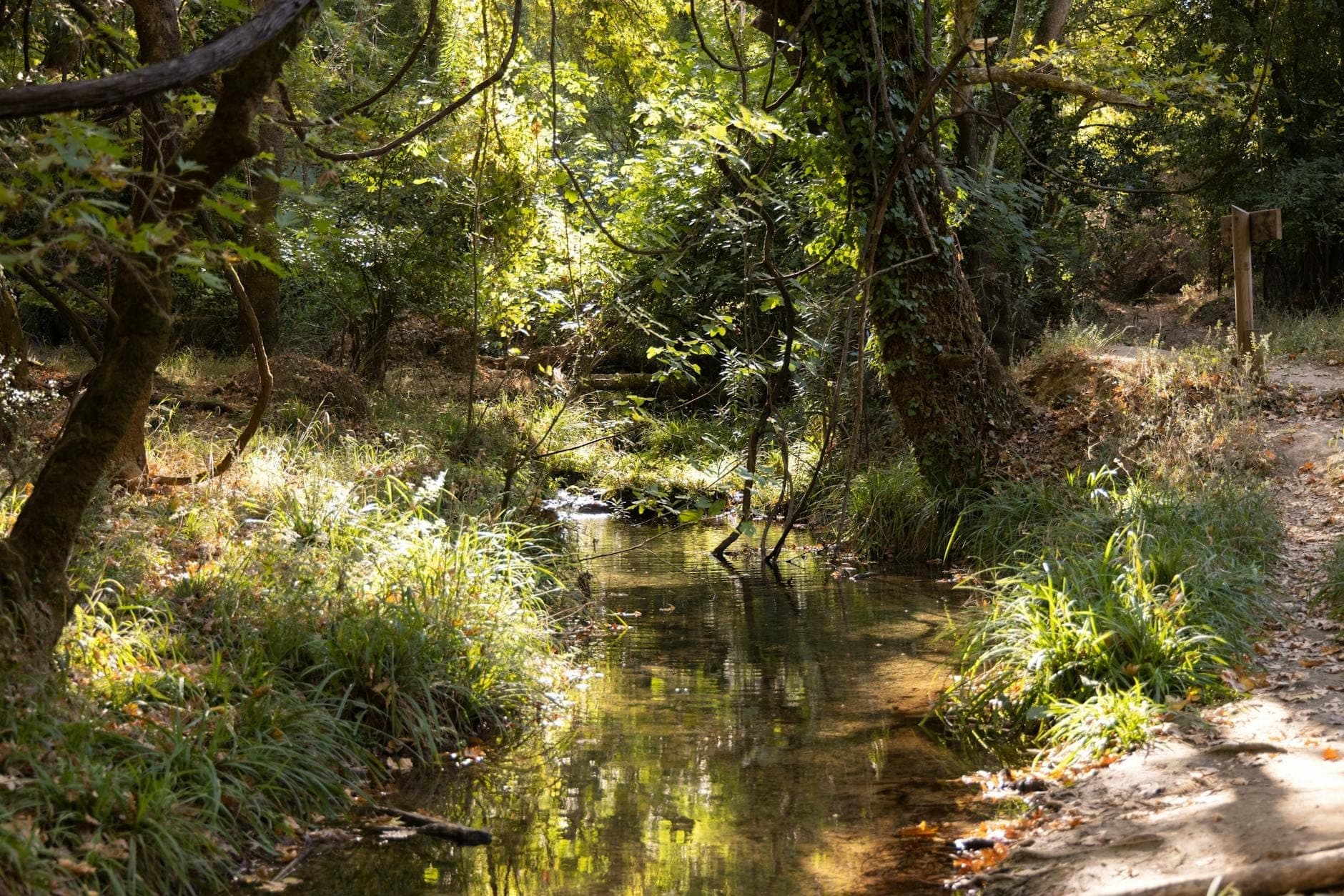 Ruisseau ensoleillé traversant une forêt luxuriante et verdoyante, avec une lumière tamisée, des arbres et un chemin naturel dans le parc de Rodini, à Rhodes.