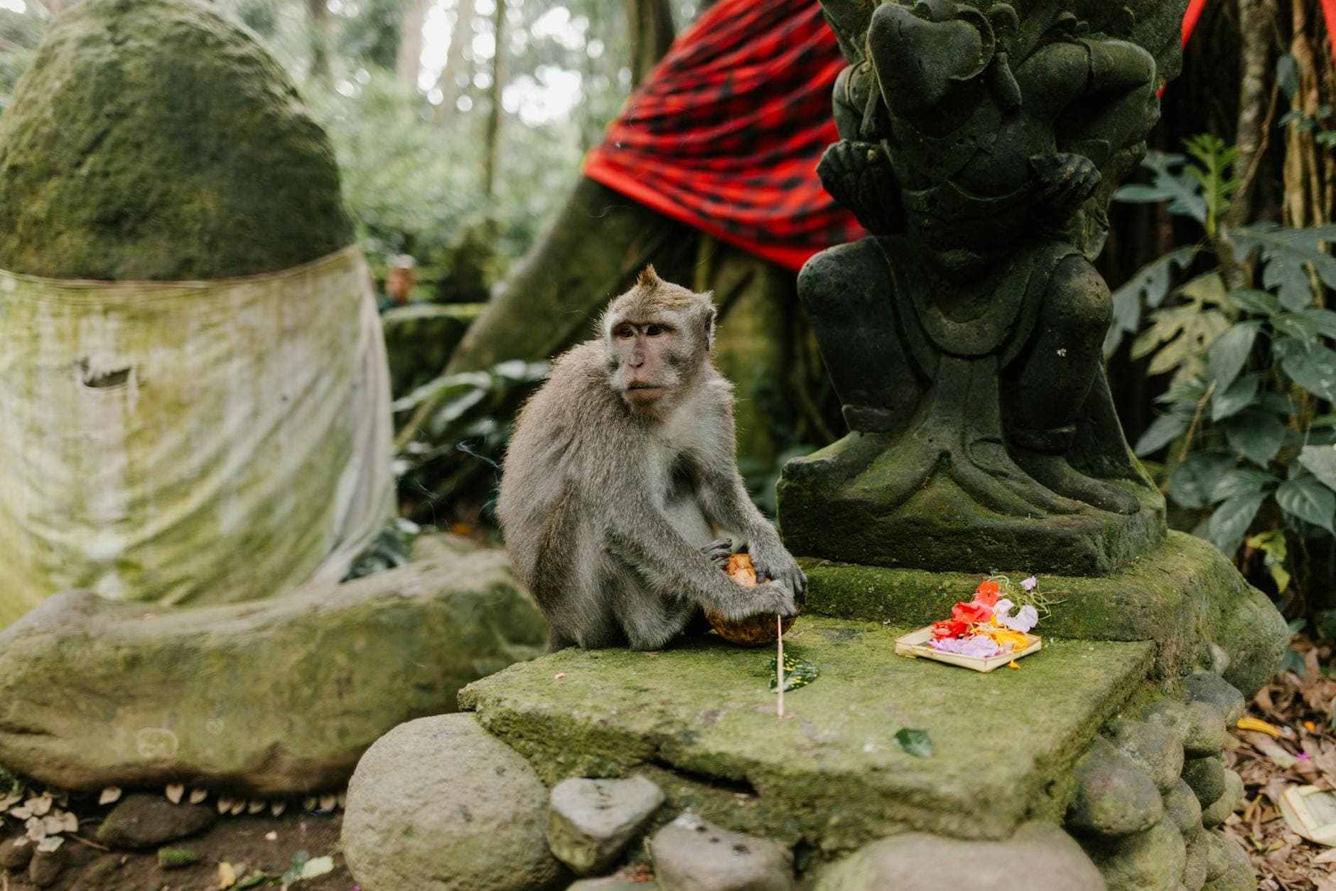 Long-tailed macaques sitting on balinese altar at Sacred Monkey Forest Sanctuary in Ubud, Bali