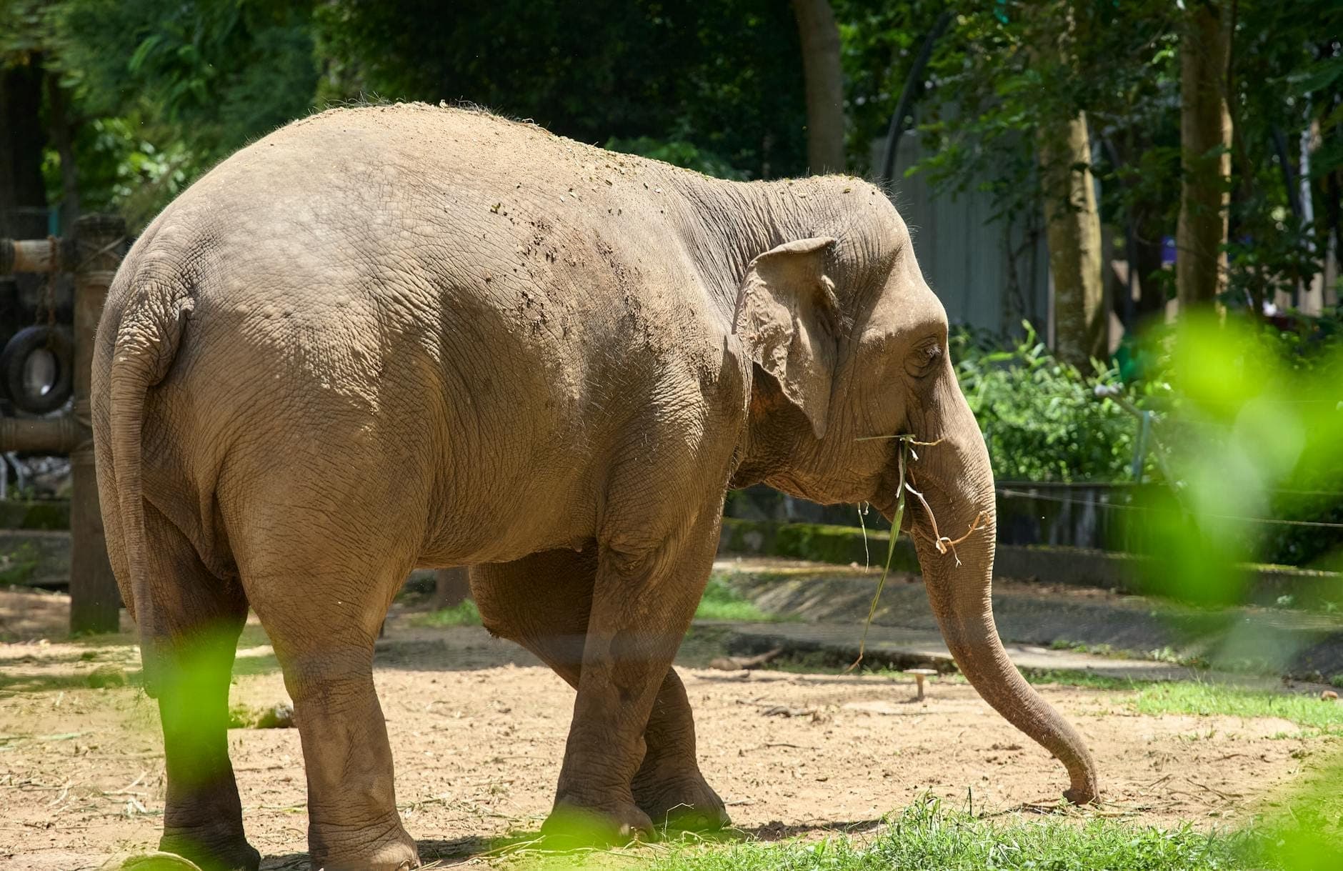 Isang malaking Asian na elepante na nakatayo sa isang natural na kulungan sa loob ng hayopan, may luntiang puno at damo, na kumakatawan sa mga hayop na eksibisyon ng Saigon Zoo & Botanical Garden.
