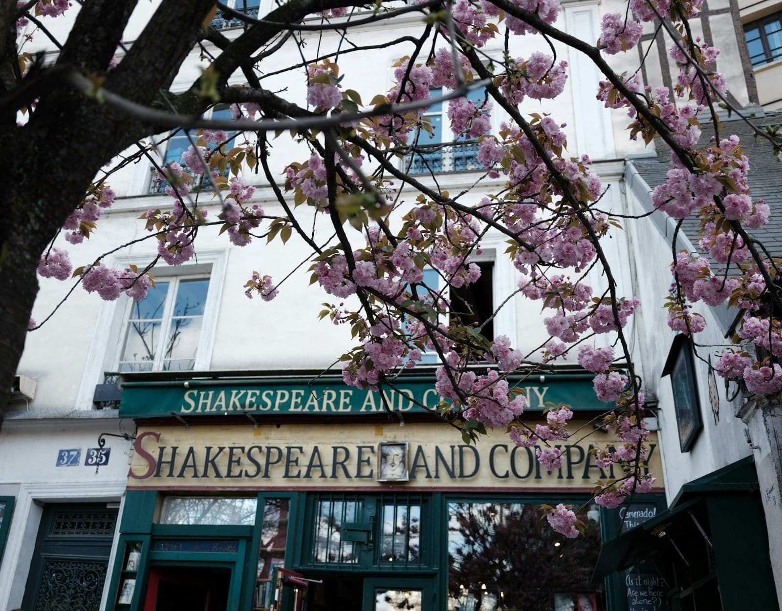 The exterior of Shakespeare and Company bookshop in Paris with blooming pink cherry blossoms framing the iconic green and yellow storefront under a bright sky.