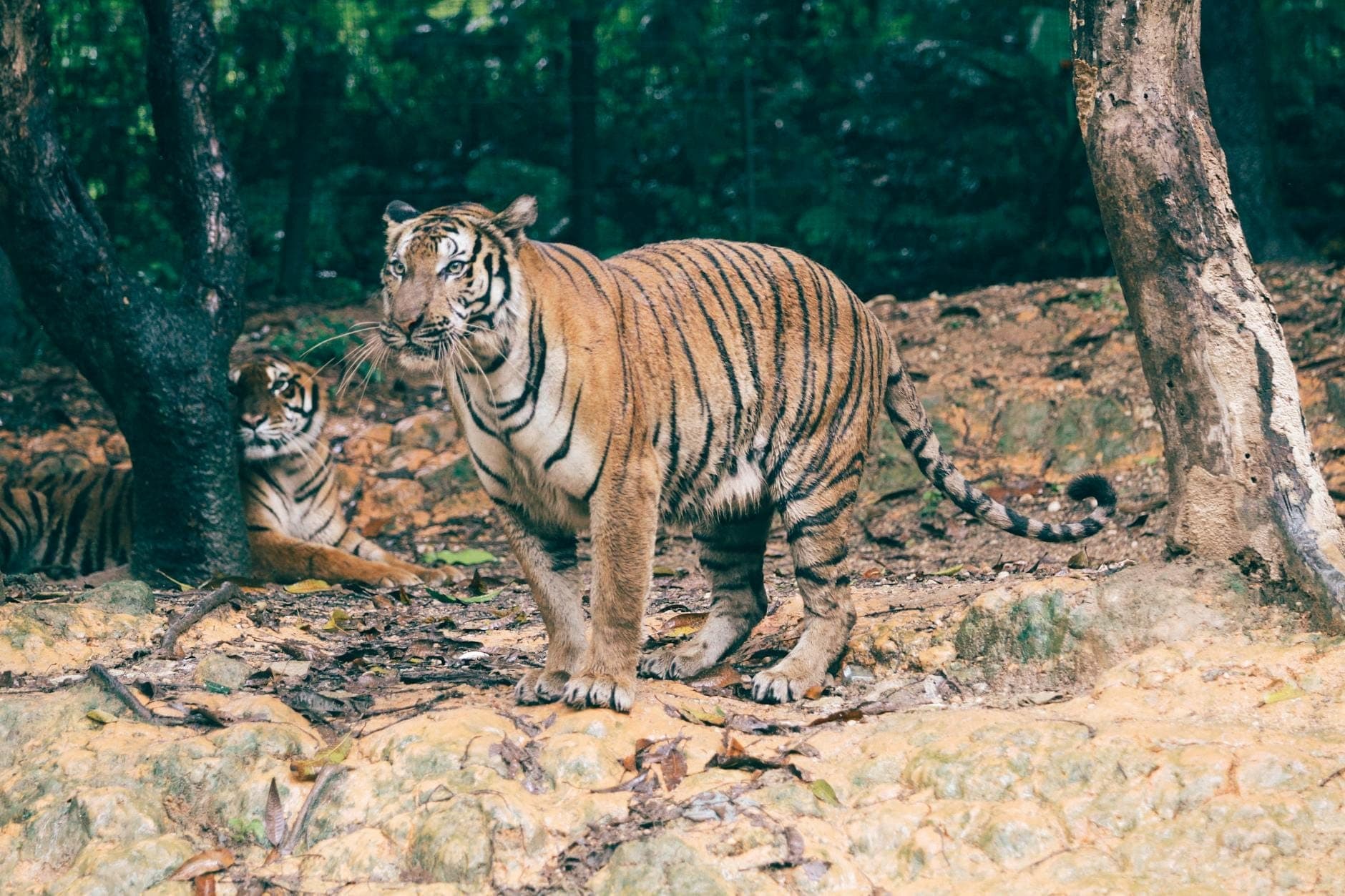 Two Bengal tigers in a lush outdoor enclosure, one standing alert and the other resting, surrounded by trees and natural habitat.