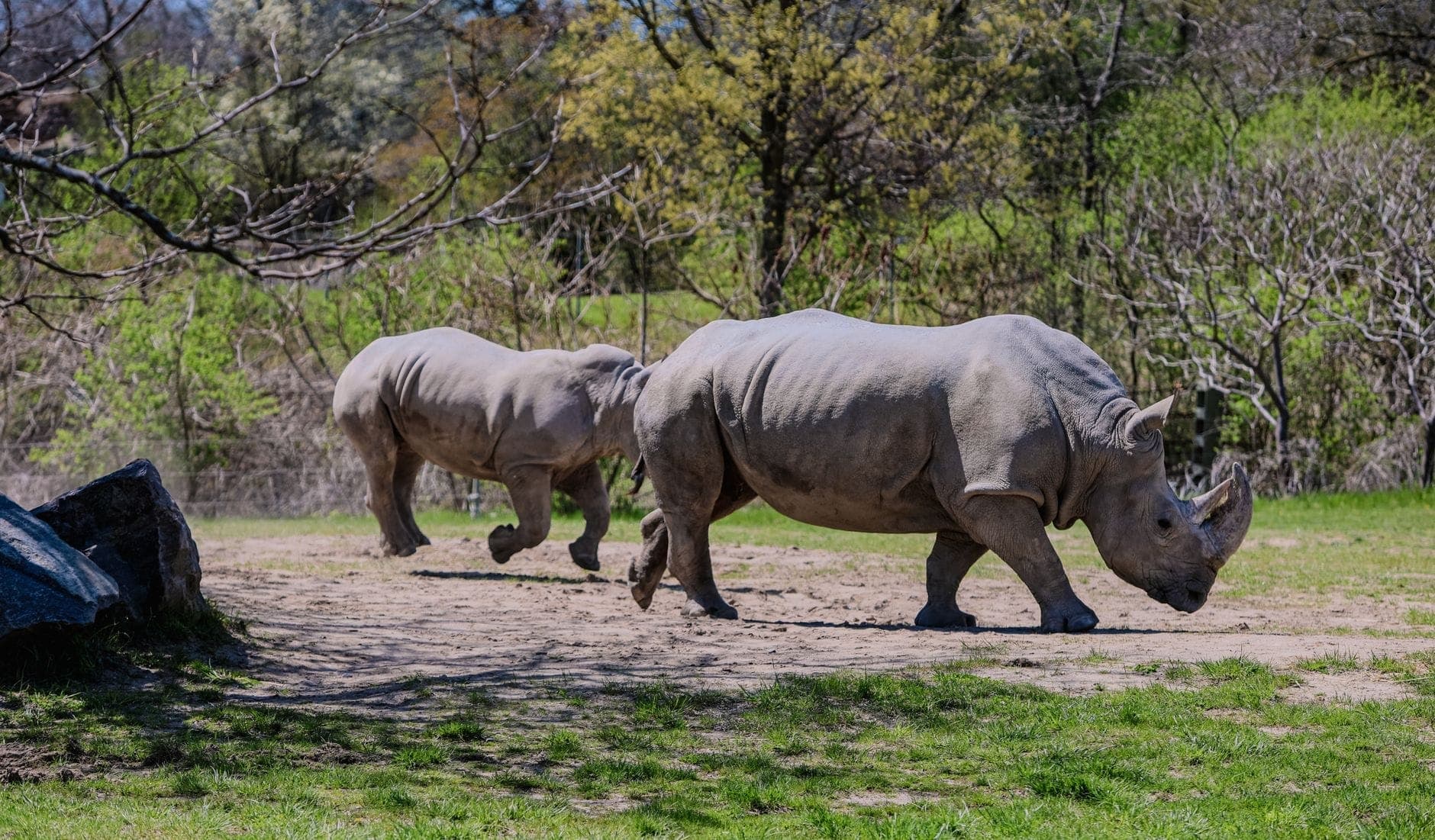 Due rinoceronti bianchi che camminano insieme su un'area erbosa allo zoo, circondati da alberi verdi e habitat naturale in una giornata di sole.