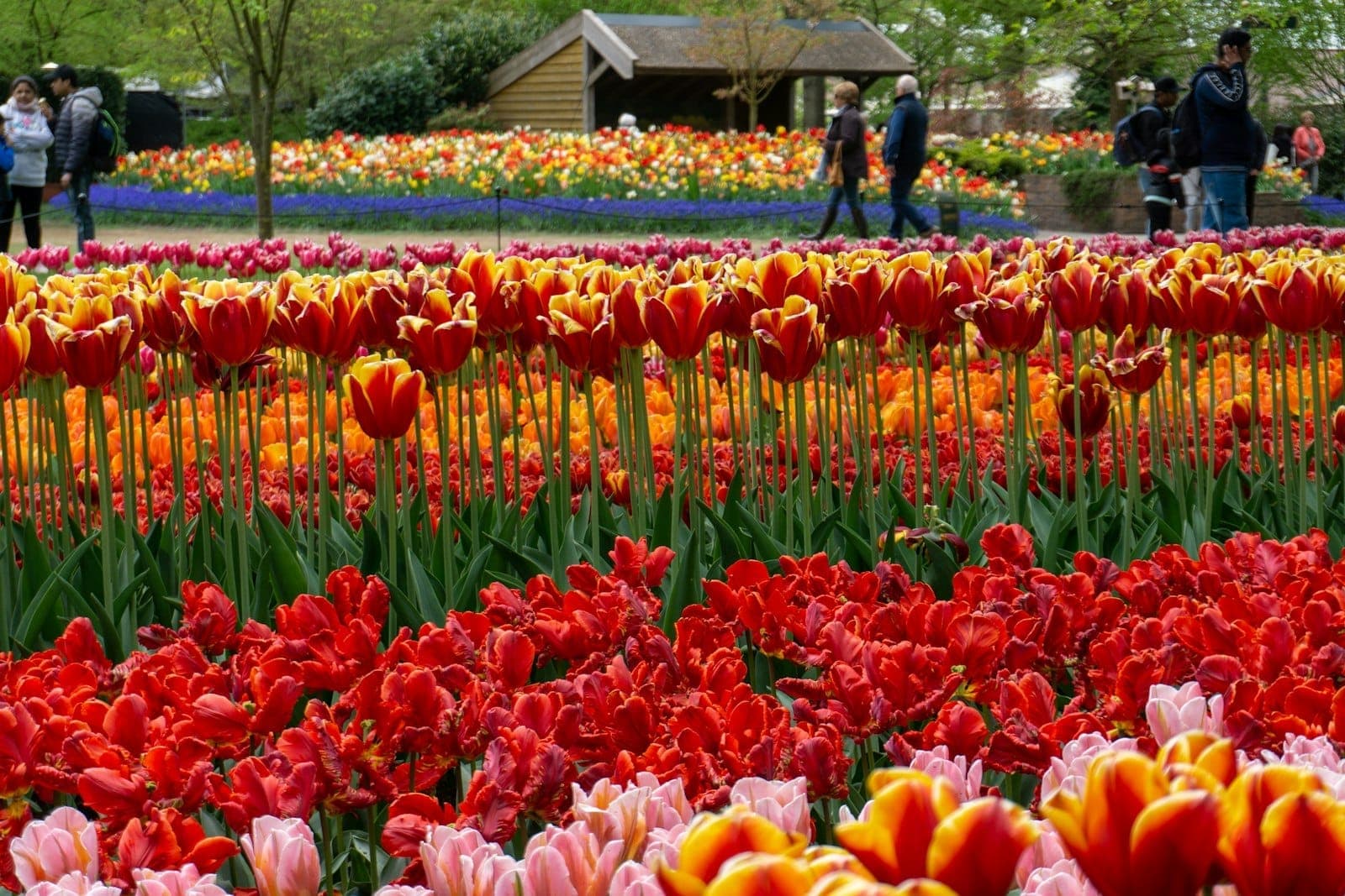 Reihen leuchtend roter, oranger und gelber blühender Tulpen beim Amsterdam Tulip Festival, mit Besuchern, die an einem hölzernen Unterstand vorbeischlendern.