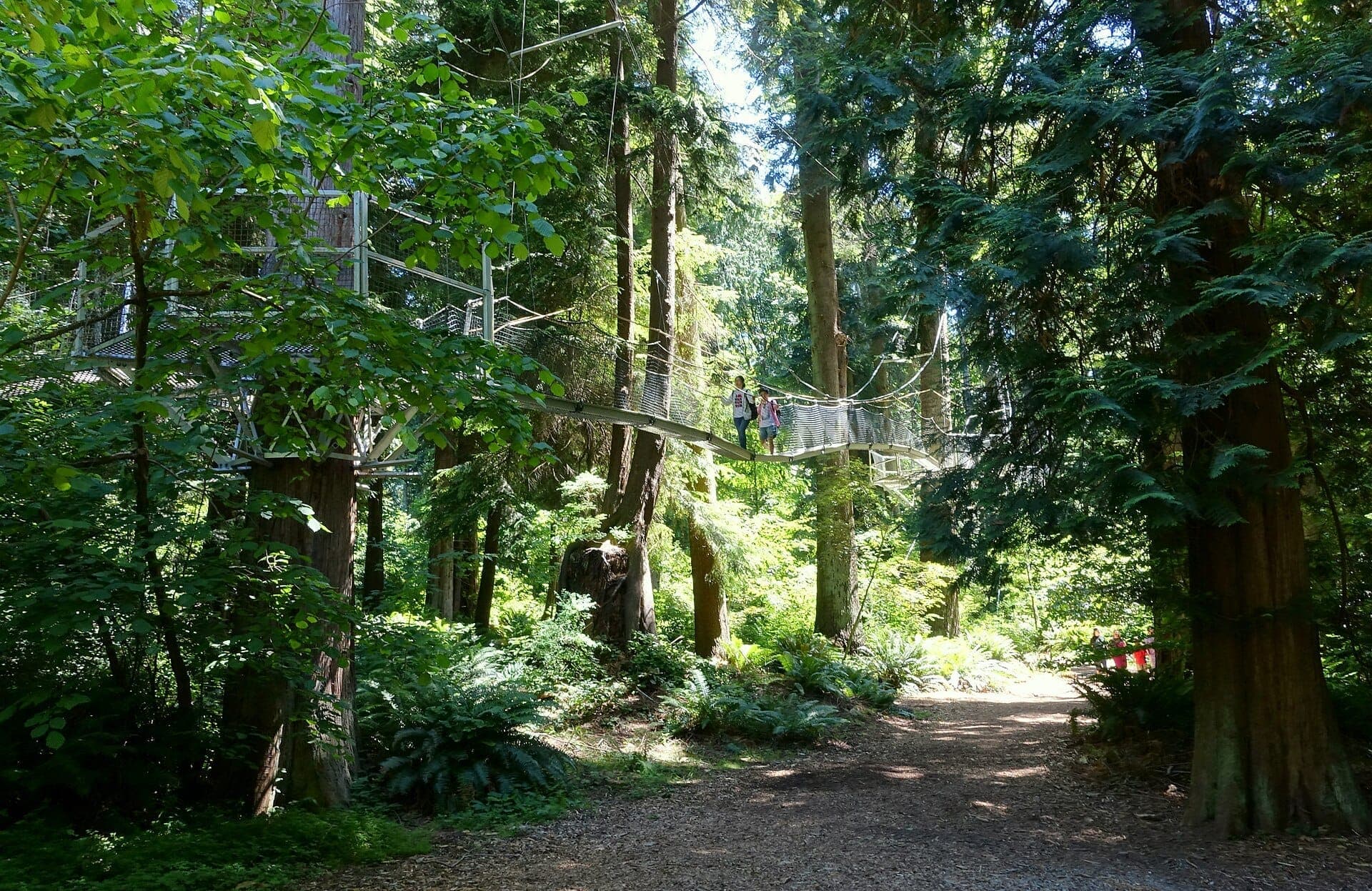 ทางเดินลอยฟ้าระหว่างยอดไม้ใน UBC Botanical Garden ล้อมรอบด้วยต้นไม้เขียวขจีและแสงแดดส่องผ่านใบไม้ในวันฤดูร้อน