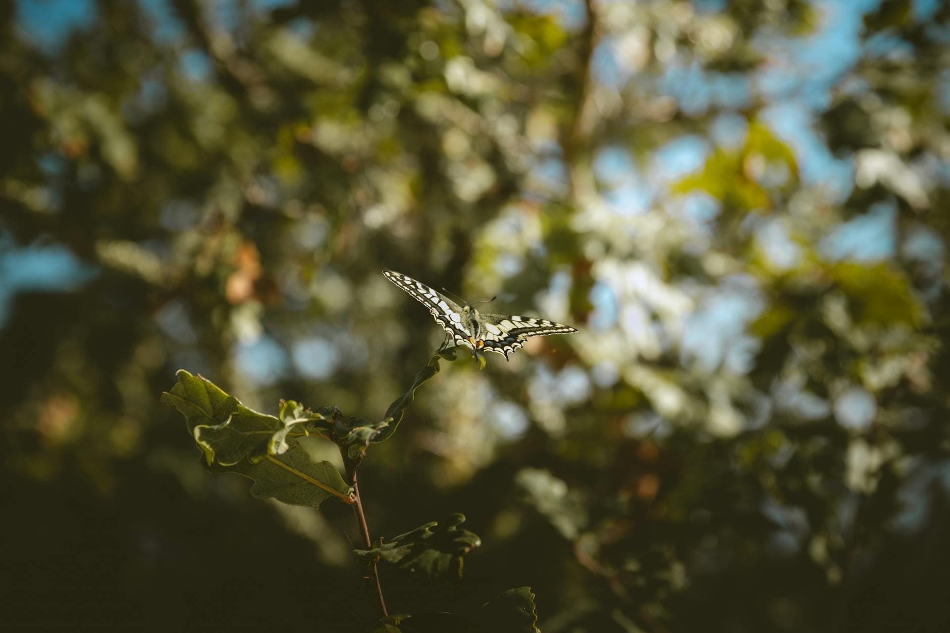 Un papillon noir et blanc posé délicatement sur une branche verte et feuillue, sur un fond flou de végétation luxuriante et de ciel bleu.