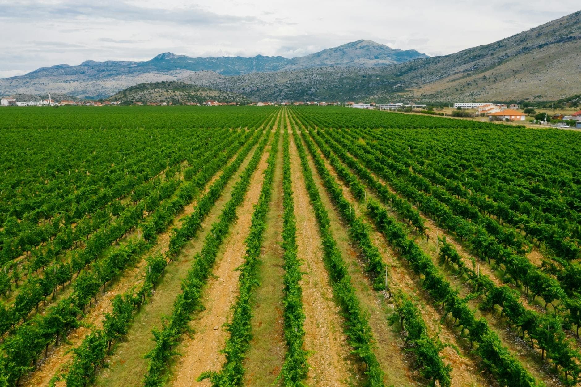 วิวกว้างของสวนองุ่นที่มีแถวเถาองุ่นทอดยาวสู่เทือกเขาใกล้ชายฝั่ง Adriatic ภายใต้ท้องฟ้าที่มีเมฆบางส่วน