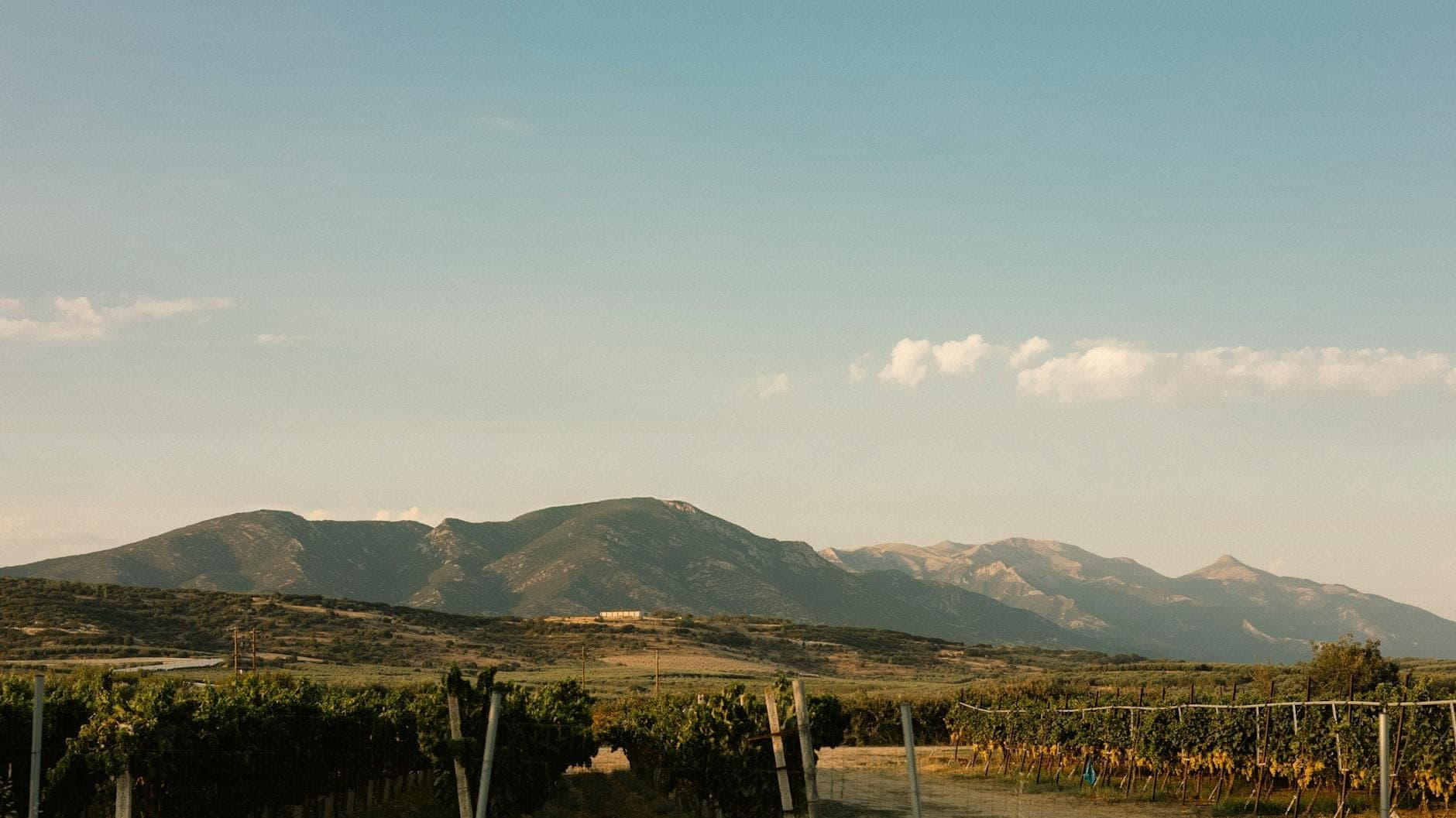 Vignobles devant un paysage montagneux sous un ciel bleu dégagé, typique des régions viticoles de la campagne de Rhodes.
