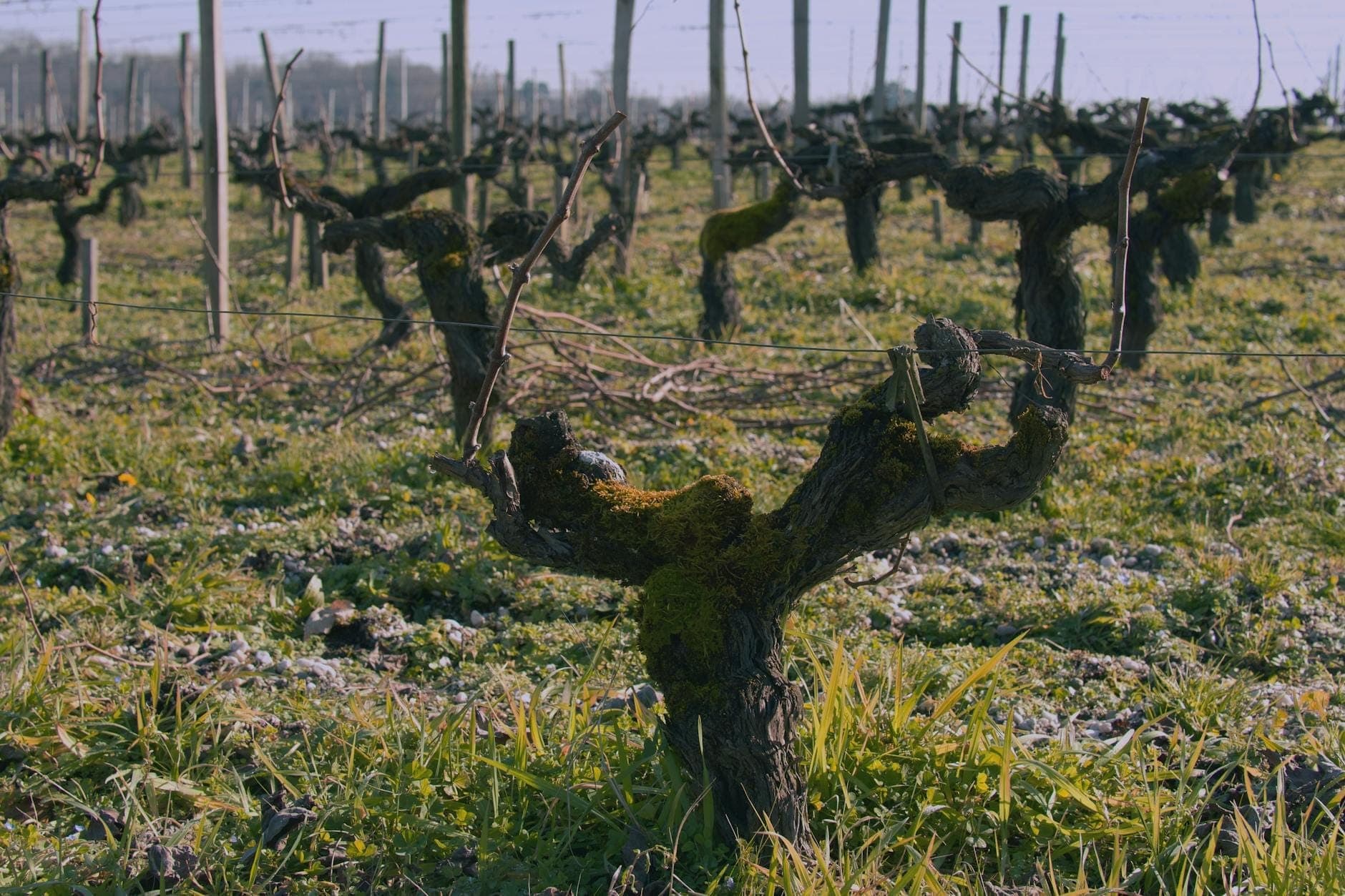 Close-up of old, gnarled grapevines in a vineyard, low to the ground with sparse green grass, under an open sky.