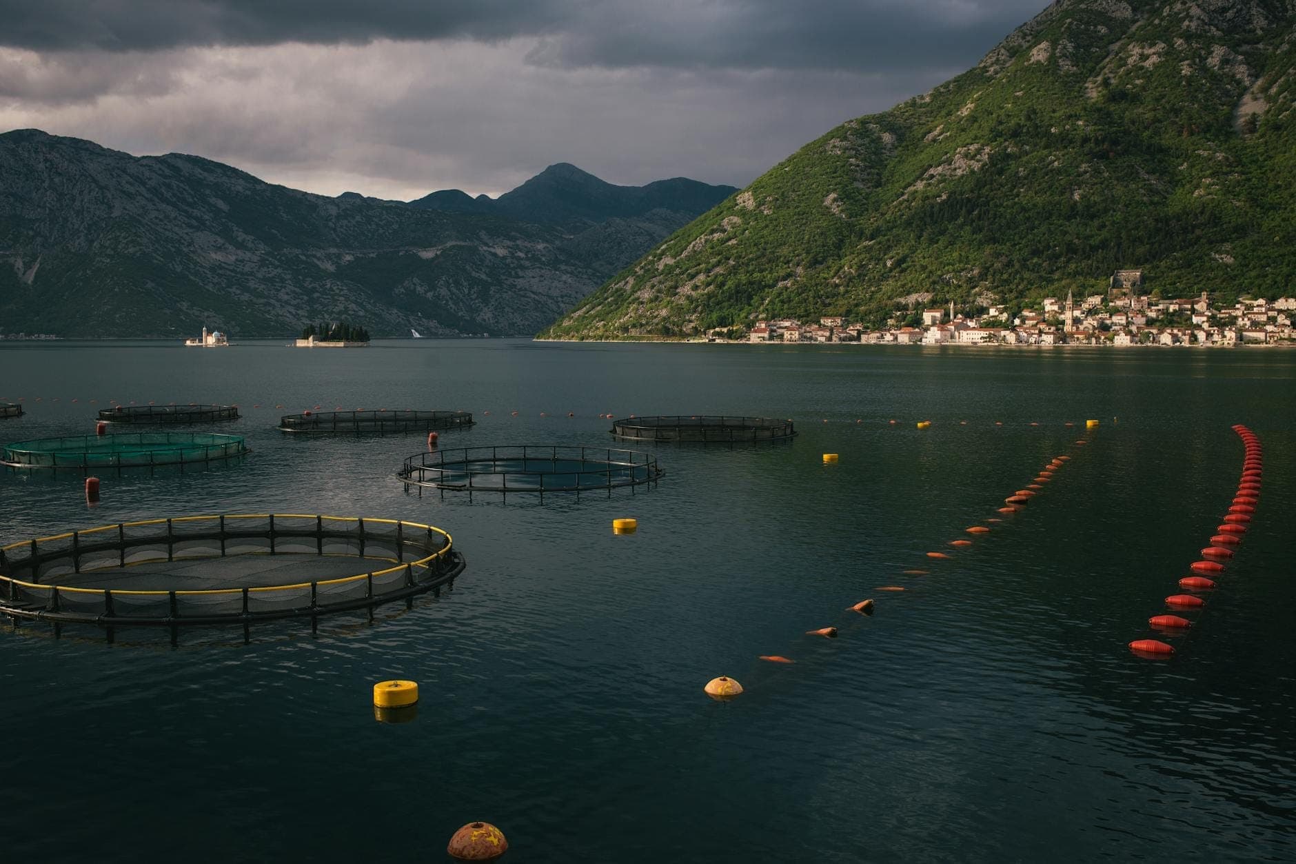 Cercles de fermes piscicoles et mytilicoles flottant sur la Baie de Kotor avec des montagnes spectaculaires et une ville côtière en arrière-plan.