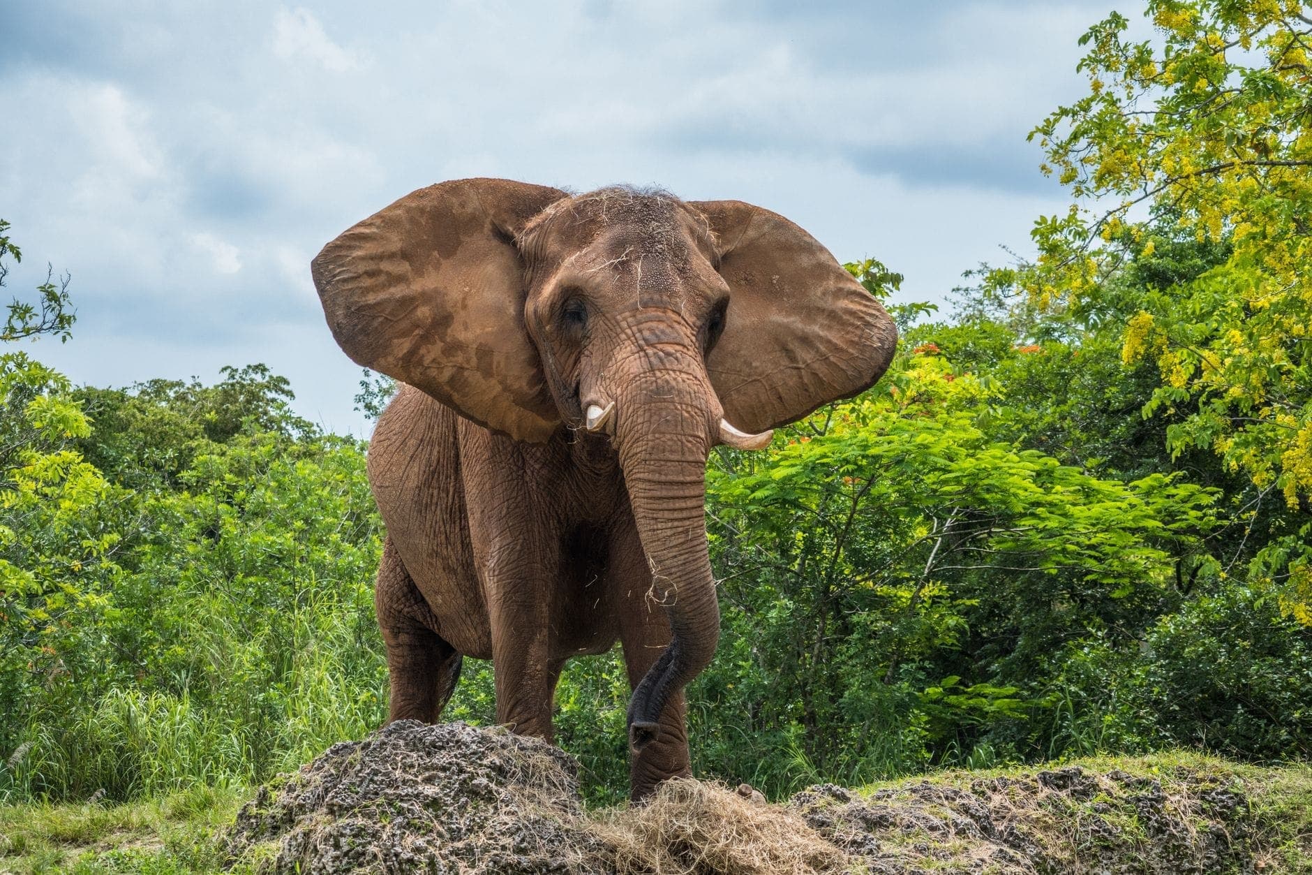 An African elephant with large ears stands on grassy terrain surrounded by lush green tropical foliage and trees, under a partly cloudy sky.