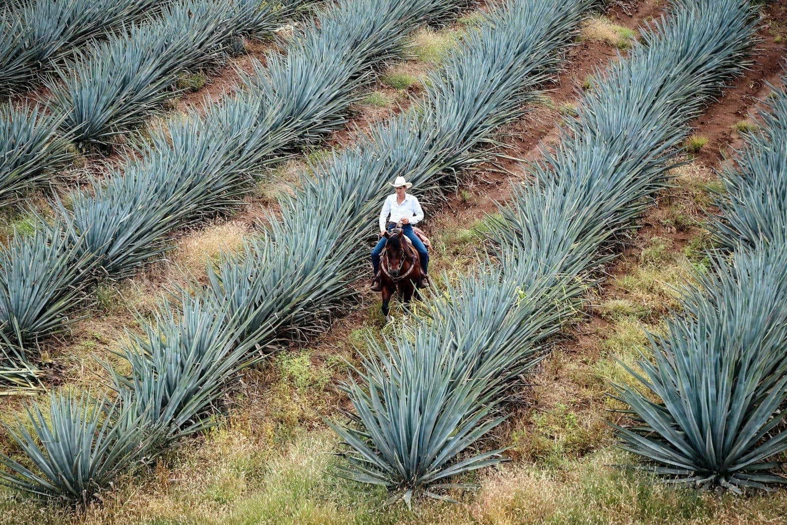 ชายขี่ม้าผ่านแถวต้นอะกาเว่สีน้ำเงินที่เรียงเป็นระเบียบในทุ่งนาใกล้เมือง Tequila รัฐ Jalisco โดยมีเนินเขาสีเขียวเป็นฉากหลัง