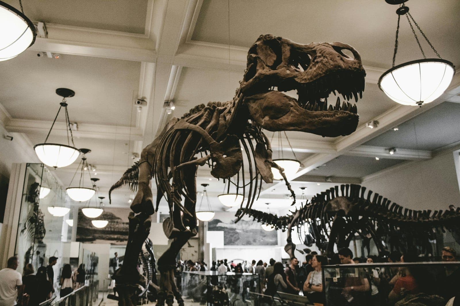 โครงกระดูก Tyrannosaurus rex ขนาดใหญ่ที่จัดแสดงภายใต้แสงไฟสว่างจ้าใน American Museum of Natural History พร้อมนักท่องเที่ยวที่เดินอยู่ใต้นิทรรศการ