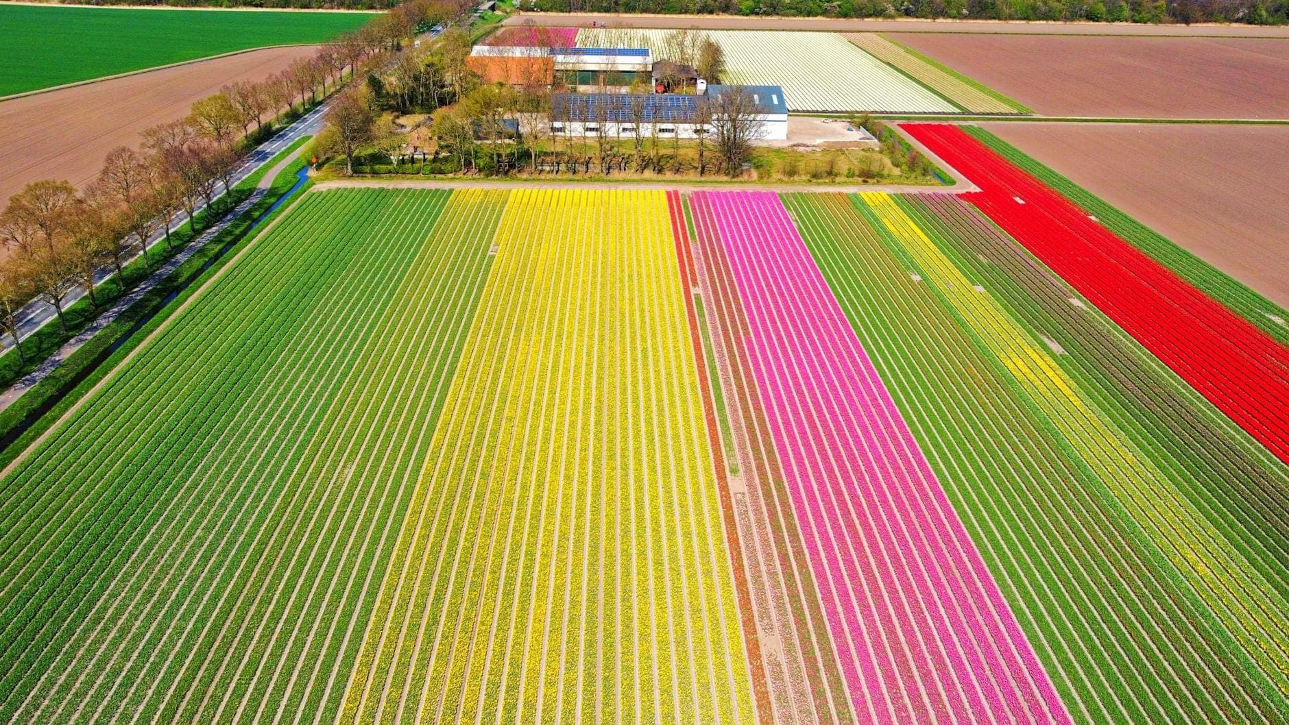Luftaufnahme bunter Tulpenfelder in der Nähe von Farmgebäuden in der niederländischen Landschaft während der Frühjahrsblüte.