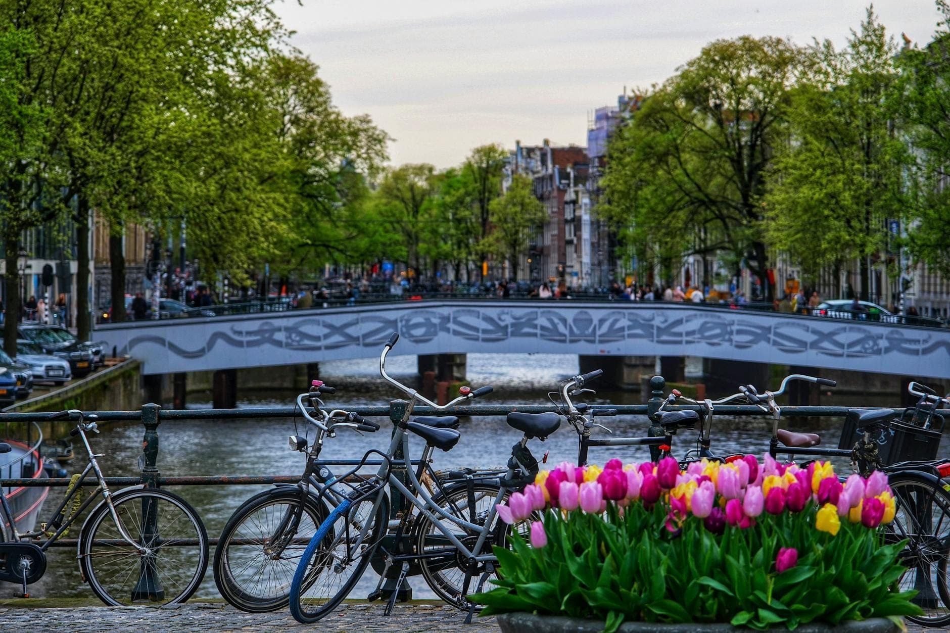 Fahrräder auf einer Brücke über einem Amsterdamer Kanal mit bunten Tulpen im Vordergrund und blühenden Bäumen entlang des Wassers.