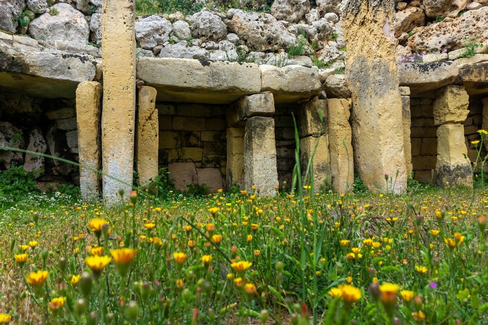 Primo piano delle antiche colonne e pareti in pietra di un tempio maltese, con fiori selvatici in primo piano.