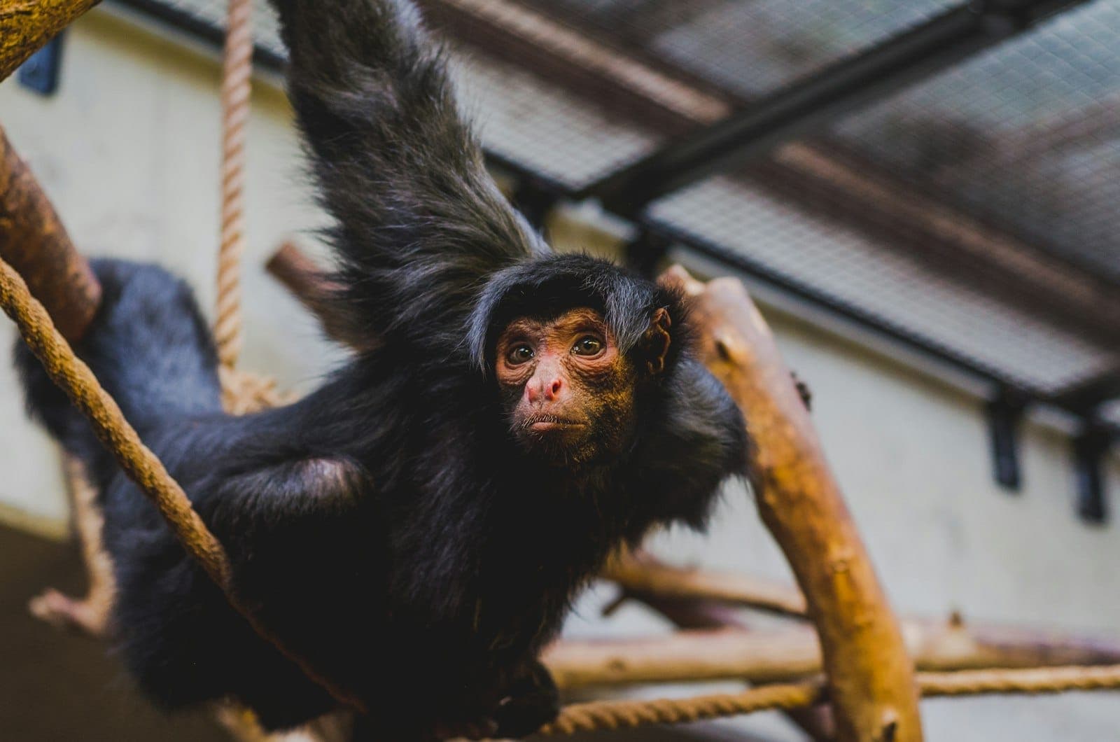 Nahaufnahme eines schwarzen Klammeraffen, der sich an Seilen und Holzästen in einem Innengehege des ARTIS Amsterdam Royal Zoo festhält.