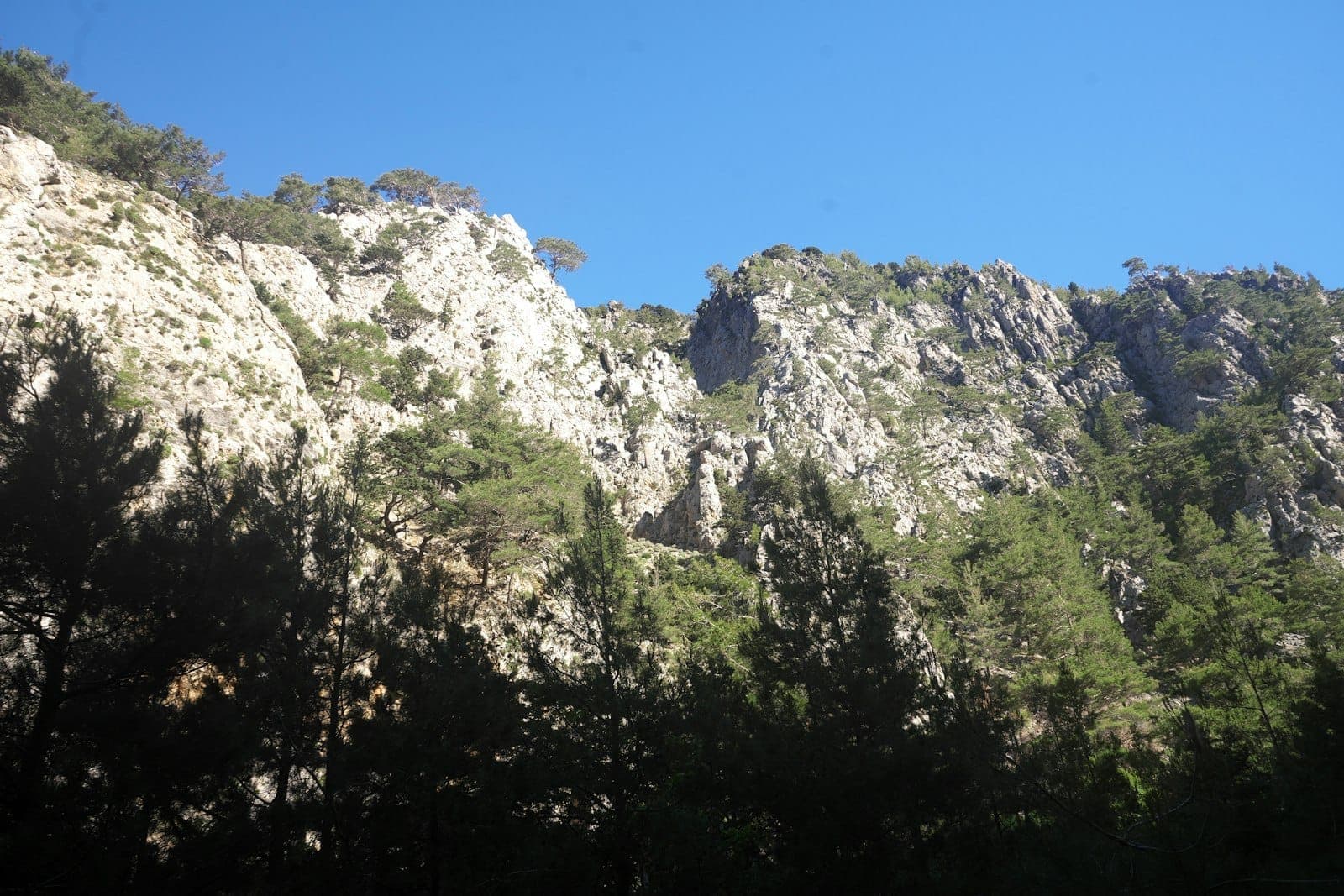 Dramatische Felsklippen der Weißen Berge auf Kreta unter einem strahlend blauen Himmel, mit Kiefern im Vordergrund.