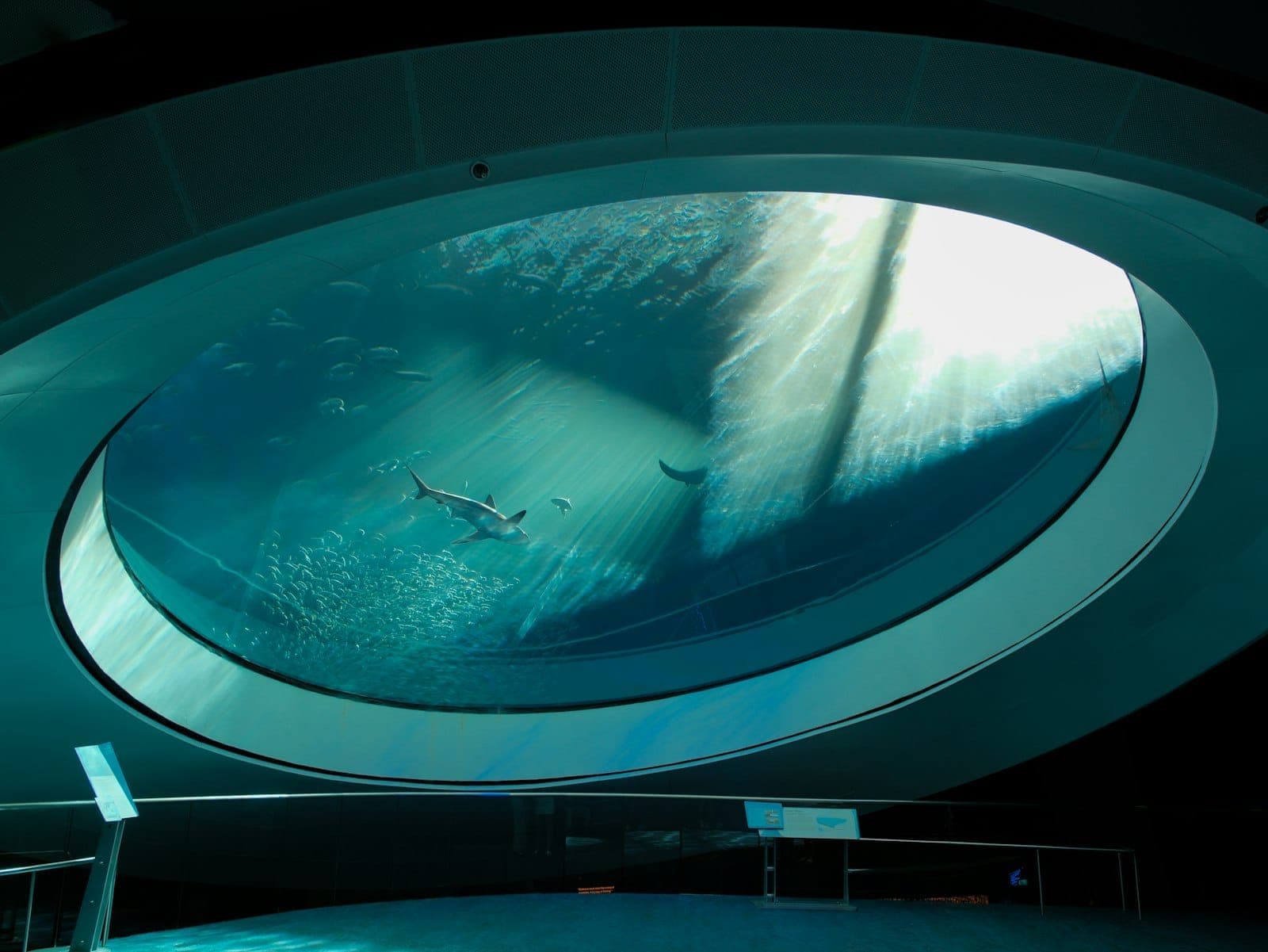 Large circular aquarium tank with a shark swimming inside, viewed from below at Frost Science Museum in Miami