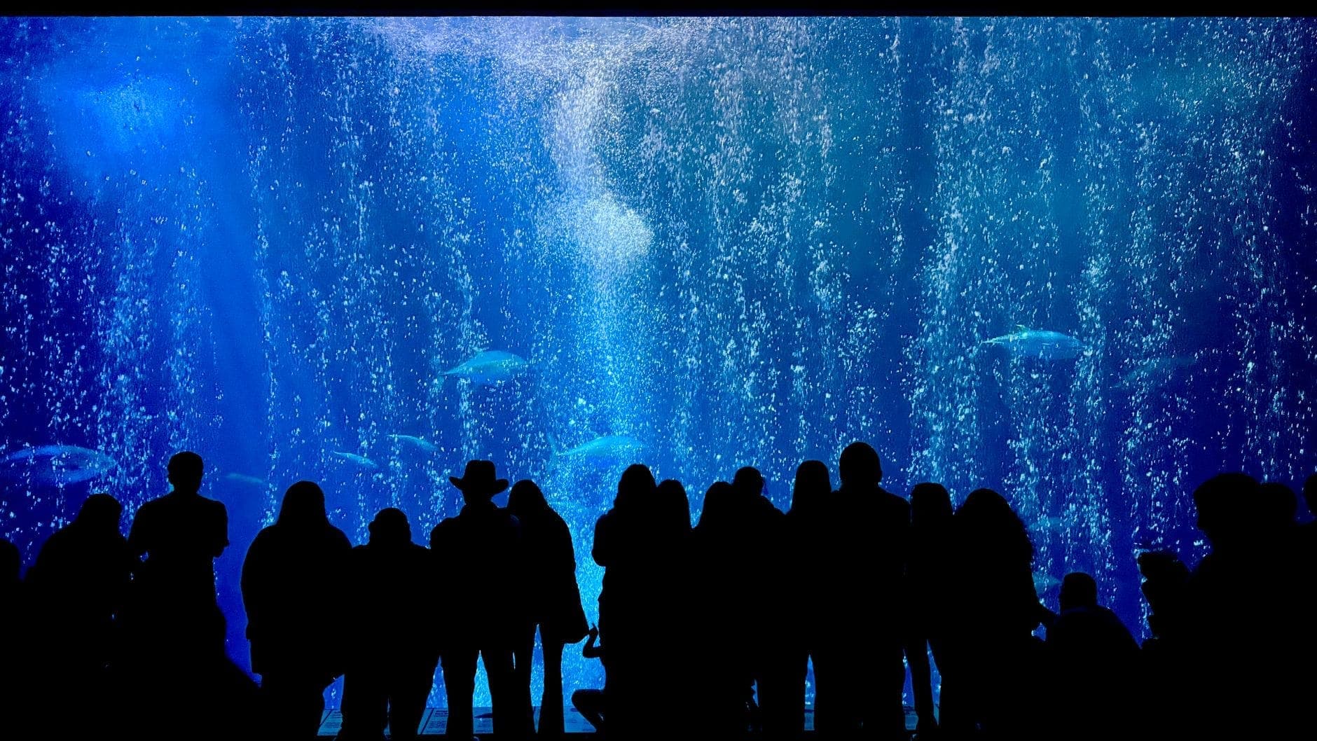 Un gran grupo de personas, incluidos niños, en silueta mientras observan vida acuática a través de un enorme tanque de acuario con agua iluminada en azul y burbujas.