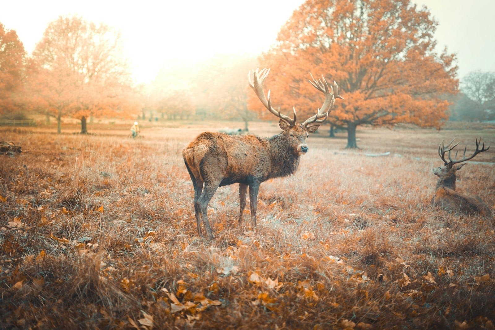 Ein Hirsch steht aufmerksam in einem offenen, herbstlichen Parkgelände mit einem weiteren Hirsch, großen Bäumen und sanftem Morgenlicht im Hintergrund.