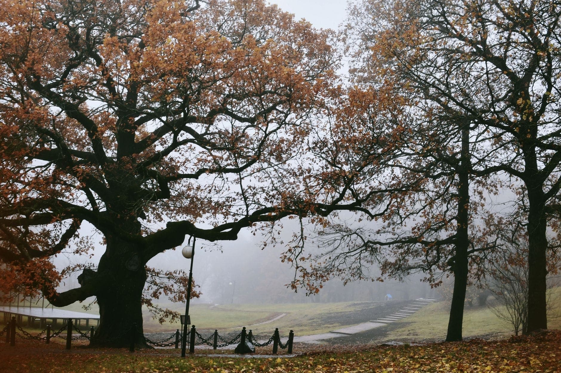 Large oak trees with orange autumn leaves and a misty pathway in a spacious city park.