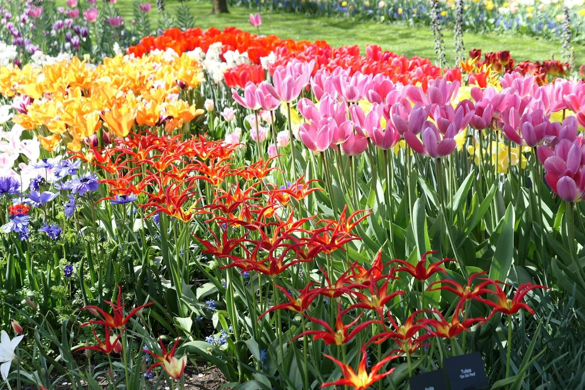 Reihen blühender Tulpen in verschiedenen Farben, darunter Rosa, Gelb, Orange und Rot, in einem sonnigen Frühlingsgarten.