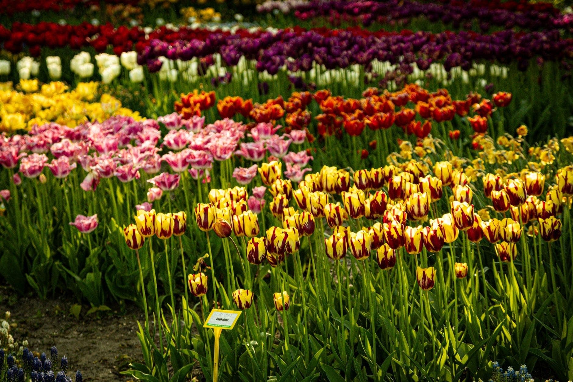 Eine lebendige Pracht bunter Tulpen in einem gepflegten Blumengarten, die die berühmten niederländischen Frühlingstulpenfelder in der Nähe von Amsterdam repräsentiert.