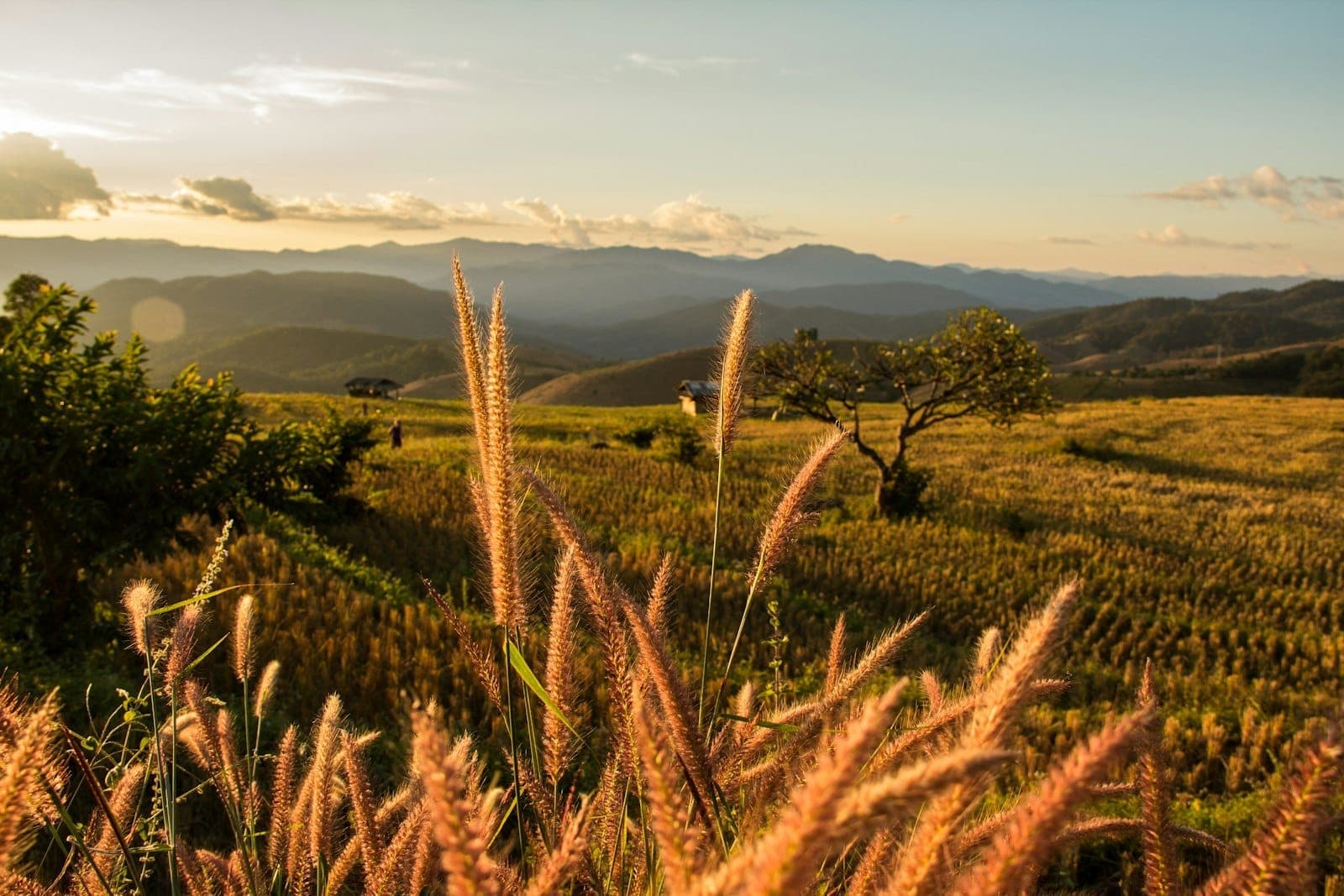 Goldenes Gras und sanfte Hügel mit Bergen im Hintergrund unter blauem Himmel in der Nähe von Chiang Mai, ideal für Trekking und Outdoor-Aktivitäten.