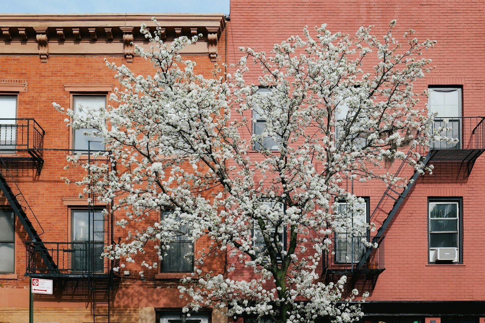ต้นไม้ออกดอกสีขาวบนถนนใน New York City โดยมีอาคารอพาร์ตเมนต์อิฐและบันไดหนีไฟเป็นฉากหลัง