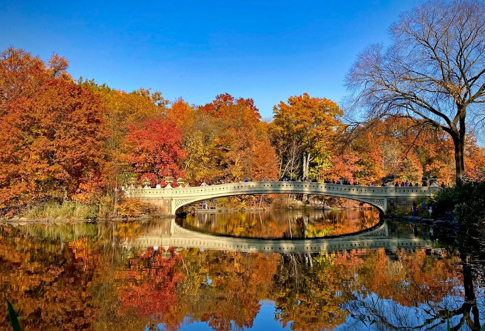 Bow Bridge ใน Central Park ล้อมรอบด้วยใบไม้เปลี่ยนสีในฤดูใบไม้ร่วงและต้นไม้ที่สะท้อนในน้ำใต้ท้องฟ้าสีฟ้าแจ่มใส