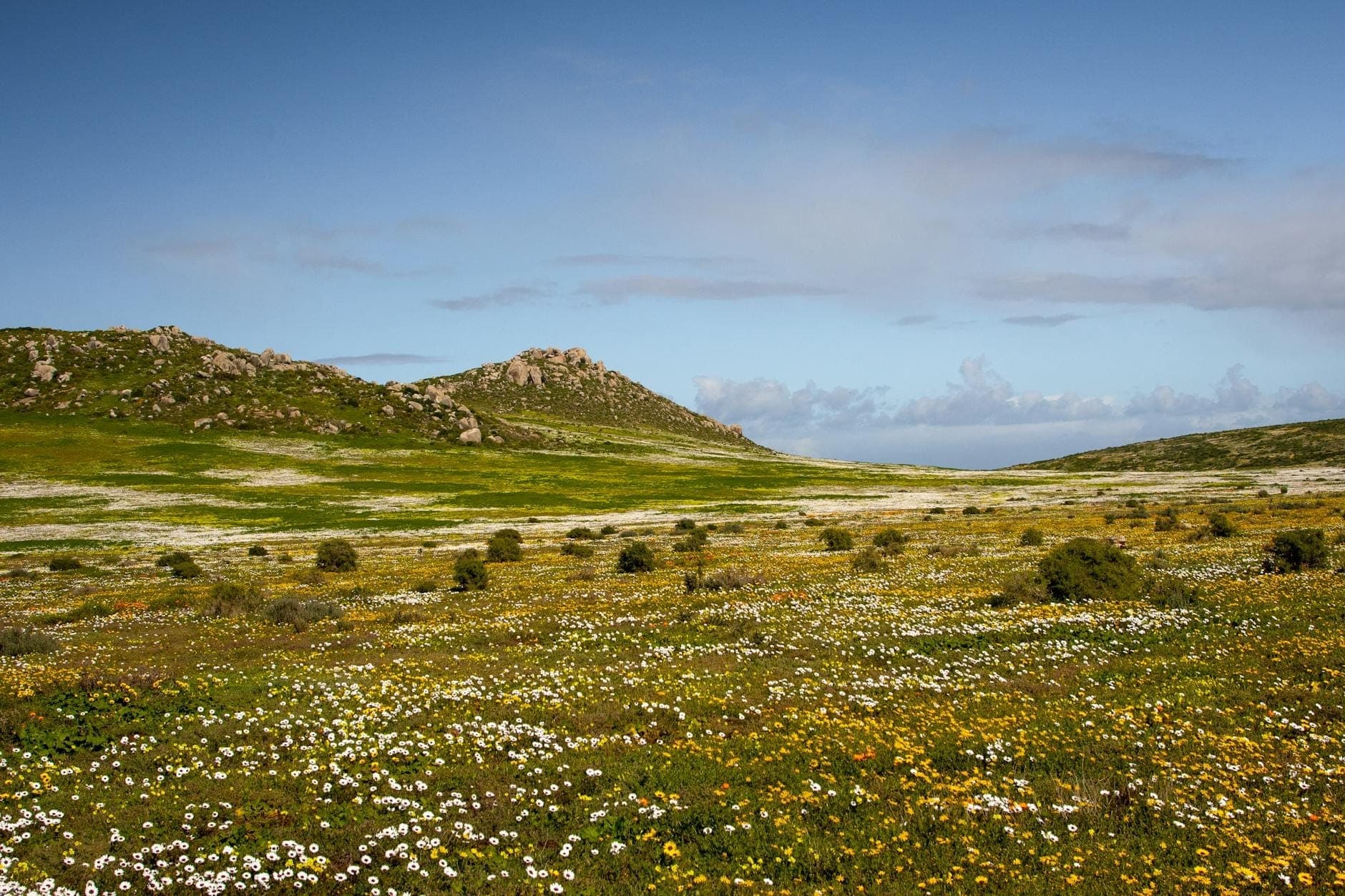 Weite Landschaft sardischer Hügel im Frühling, bedeckt mit Gänseblümchen und gelben Wildblumen unter einem blauen Himmel mit Felsvorsprüngen.